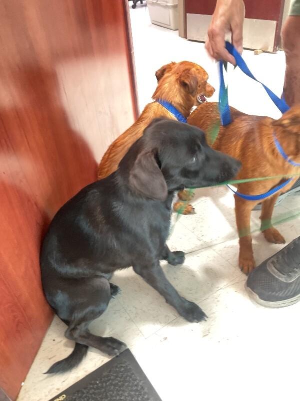 Enlarge eve, a Adoptable Mixed Breed in Hobbs, NM image 5/6
