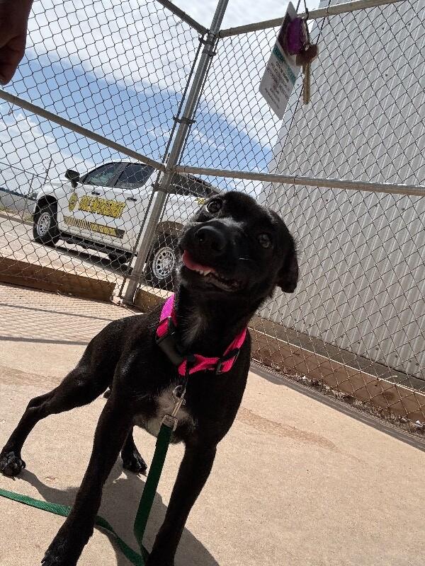 Enlarge eve, a Adoptable Mixed Breed in Hobbs, NM image 6/6