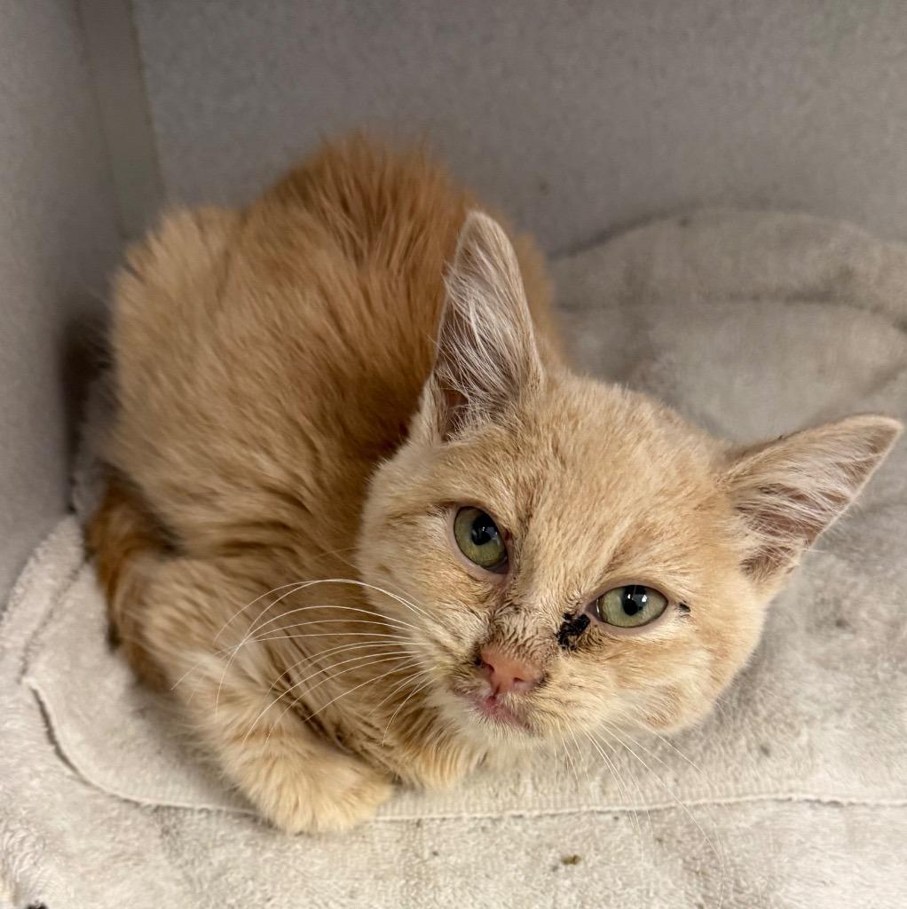 Blaze, Adoptable, Young Male Domestic Short Hair.