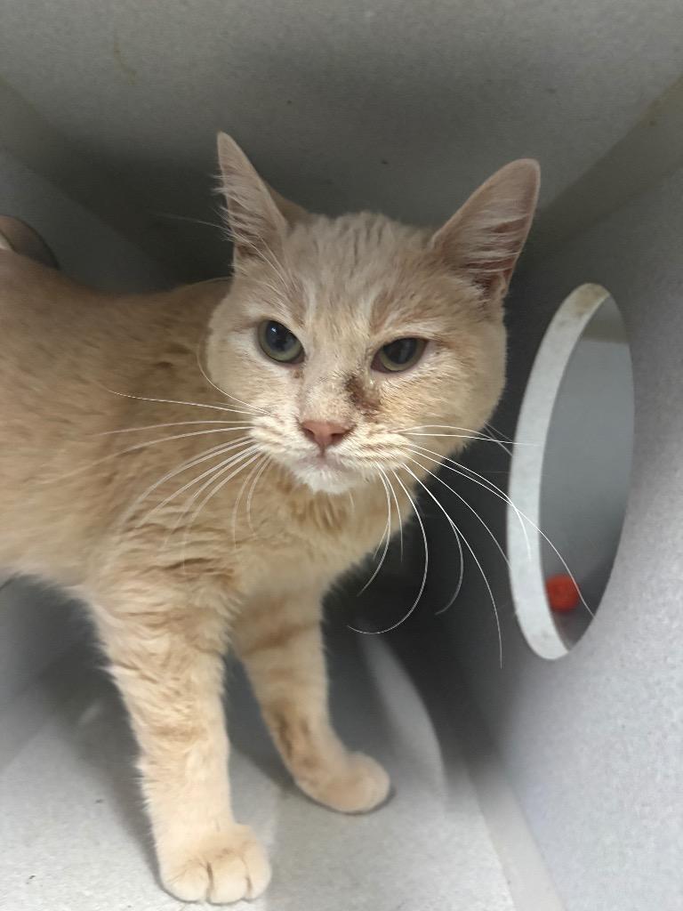 Enlarge Blaze, a Adoptable mixed breed in Greencastle, IN image 2/2