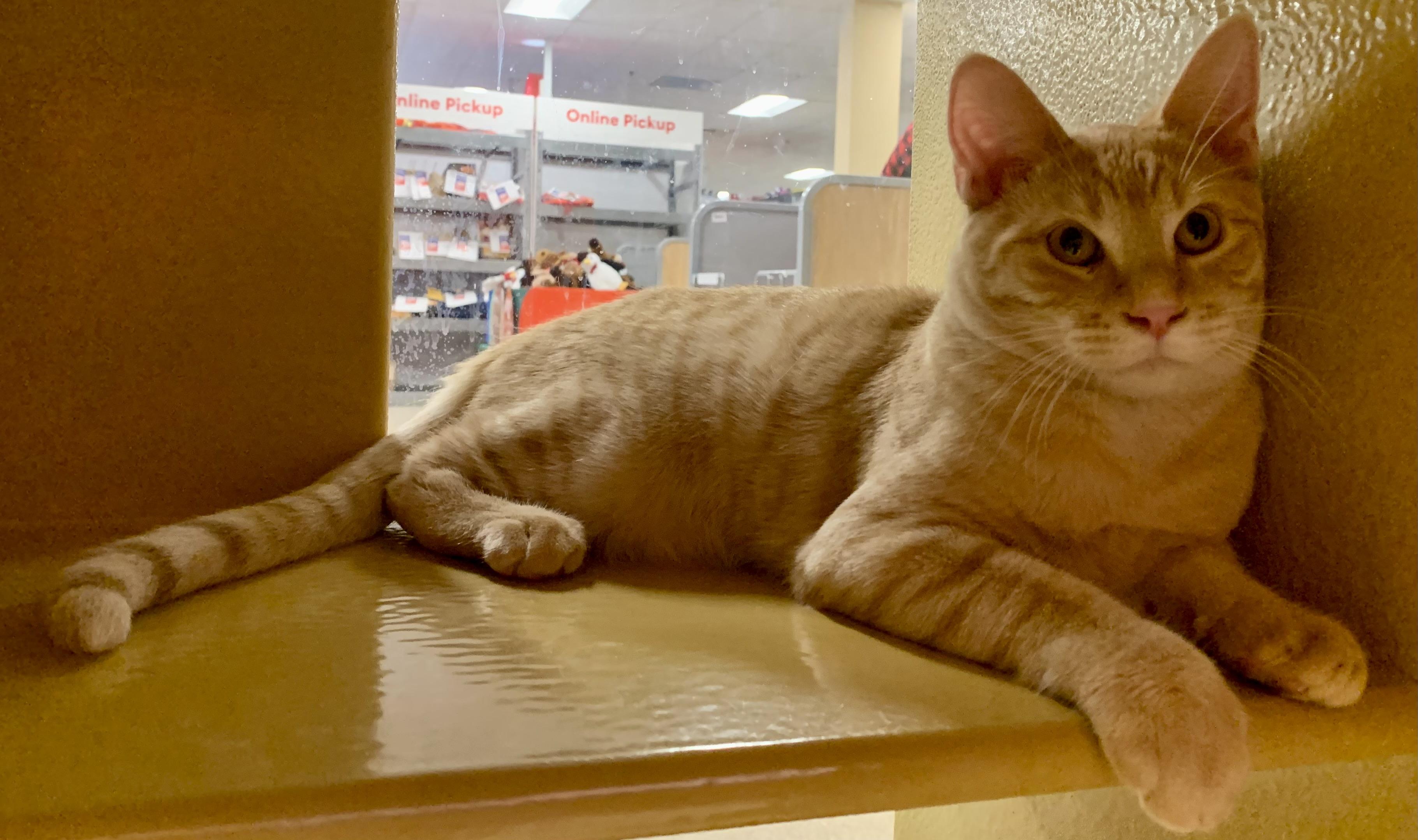 Otis, Adoptable, Young Male Domestic Short Hair.