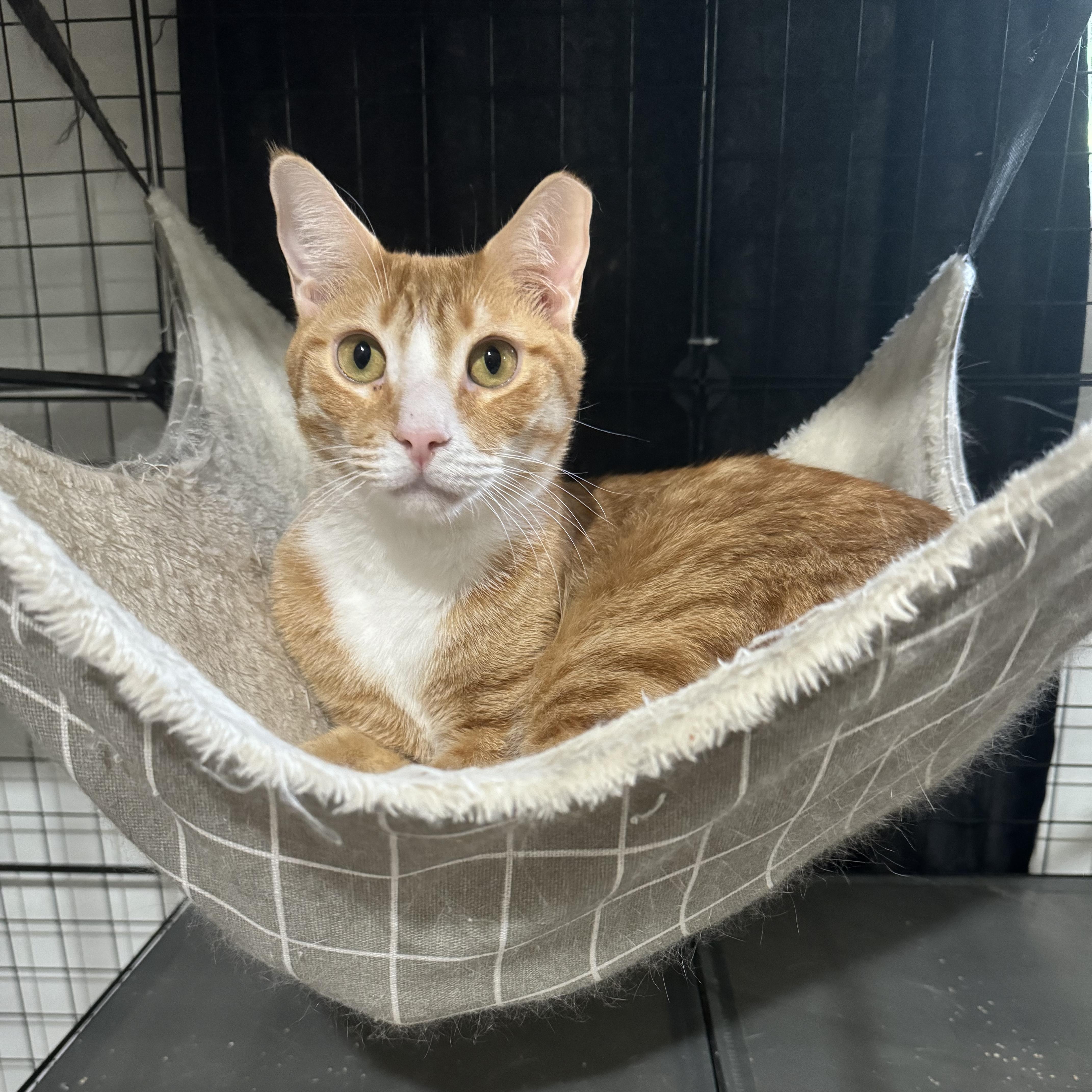 Randy, adoptable, Young Male Domestic Short Hair.