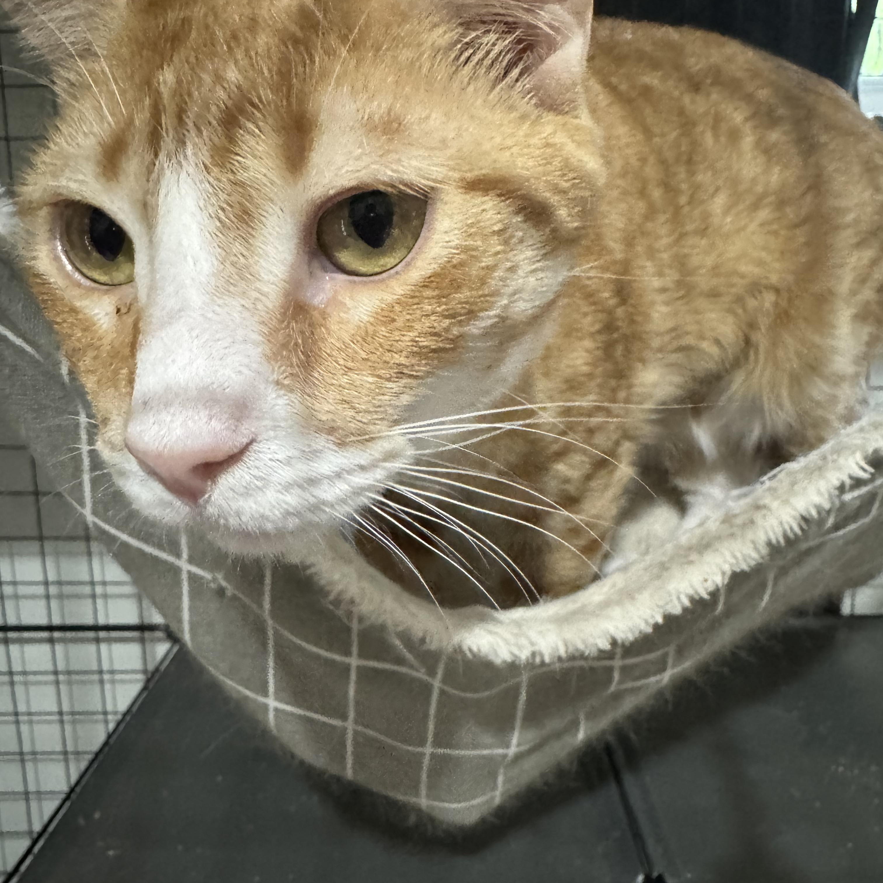 Enlarge Randy, an adoptable Domestic Short Hair in Boston, MA image 2/5