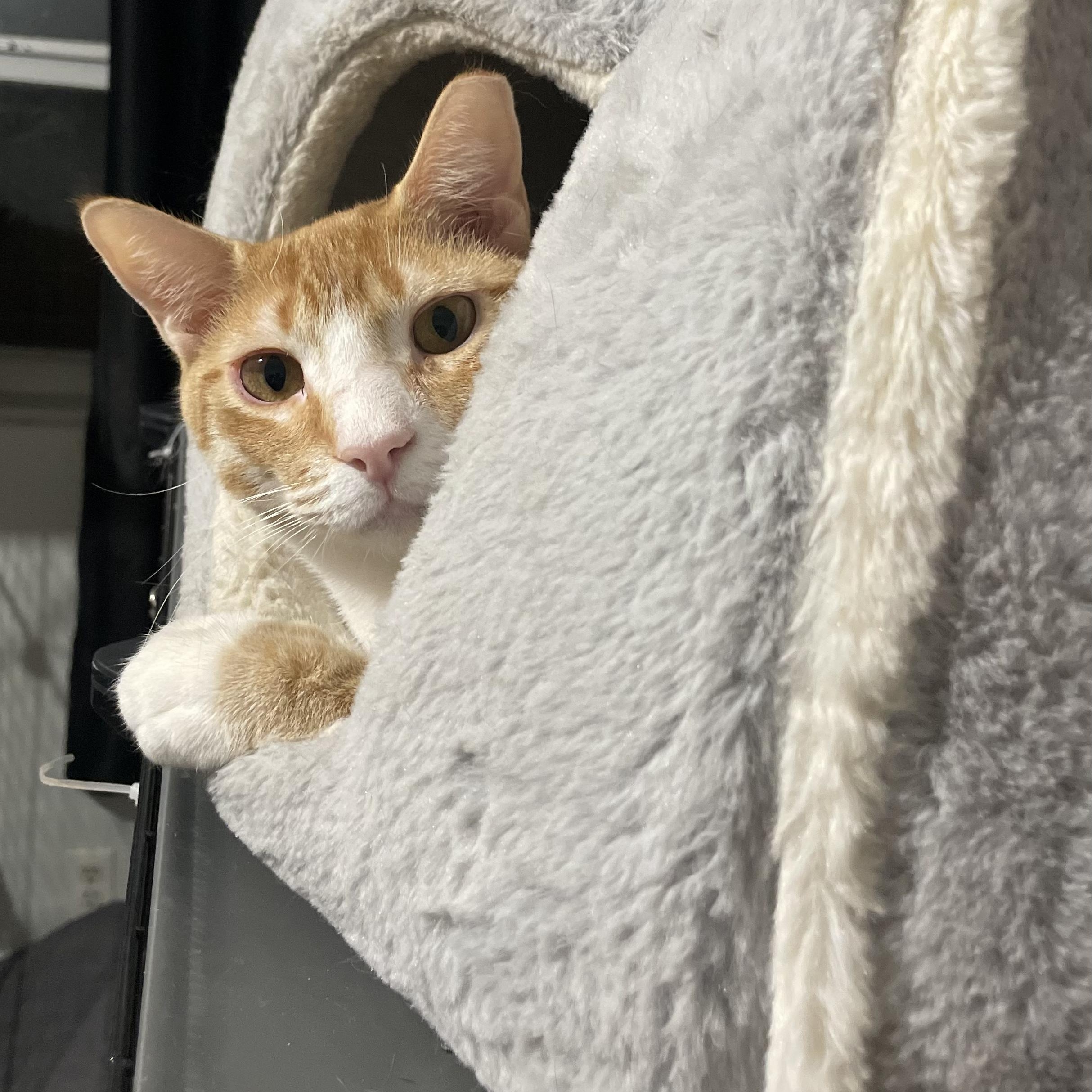 Enlarge Randy, an adoptable Domestic Short Hair in Boston, MA image 5/5