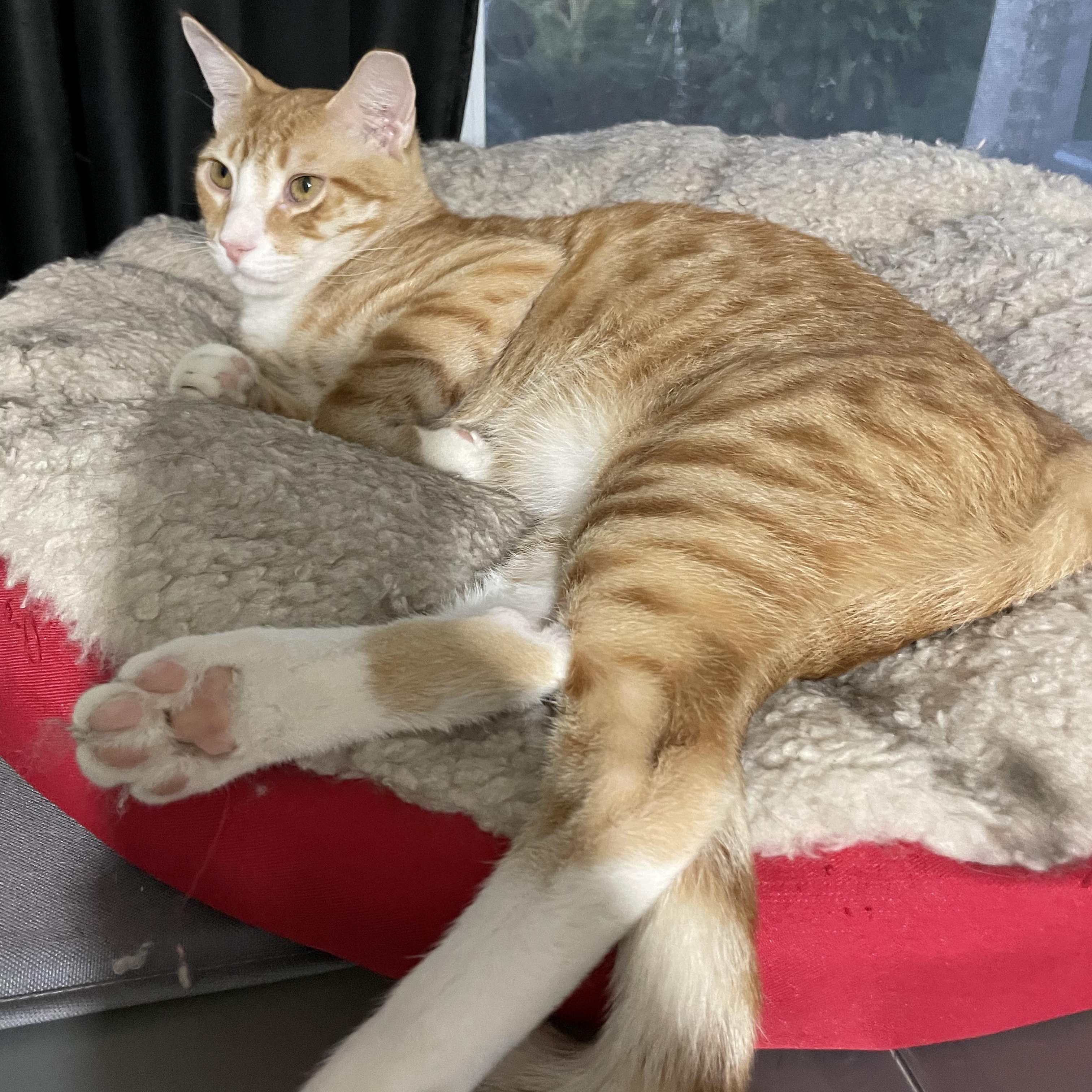 Enlarge Randy, an adoptable Domestic Short Hair in Boston, MA image 3/5