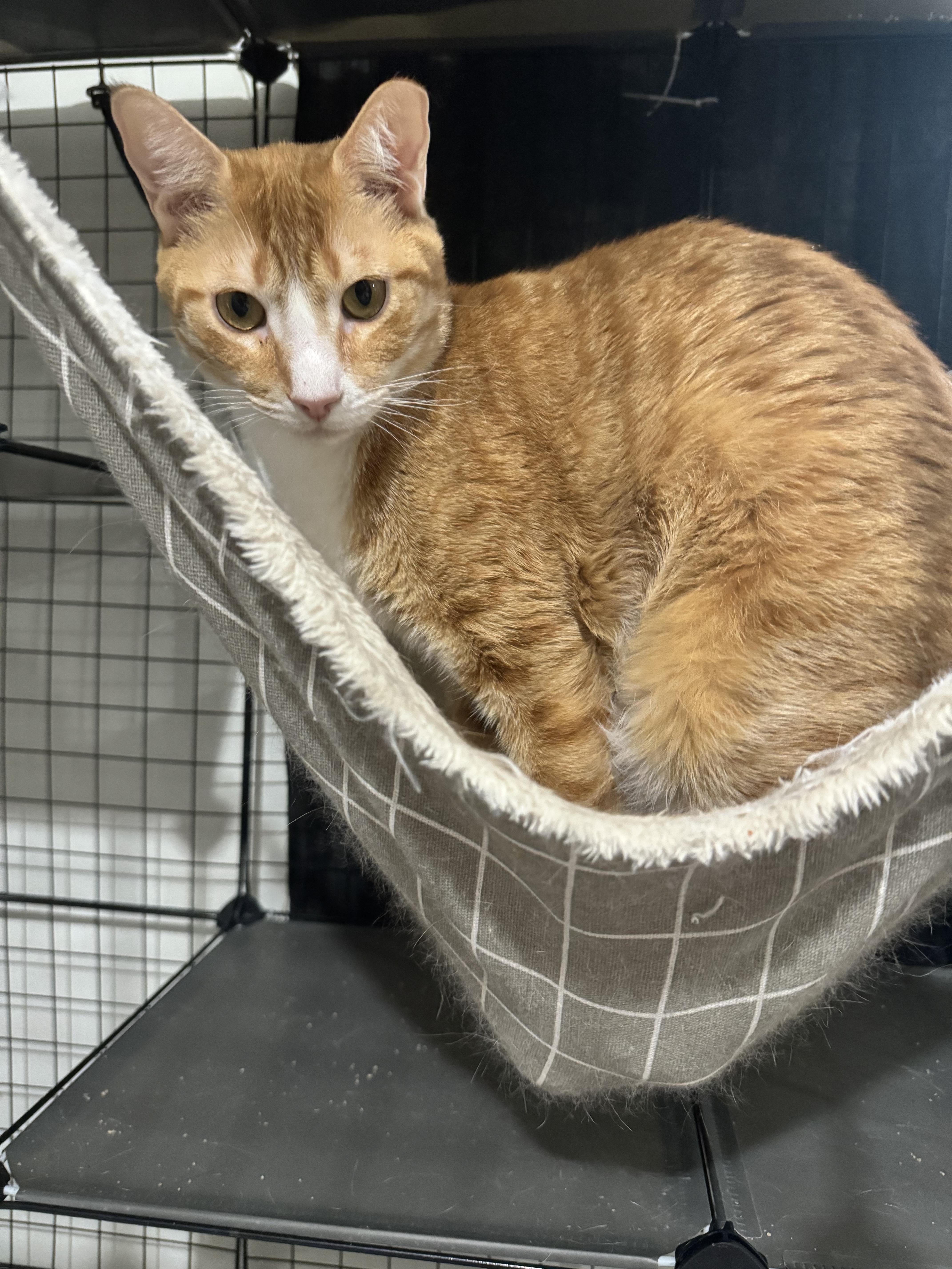 Enlarge Randy, an adoptable Domestic Short Hair in Boston, MA image 4/5