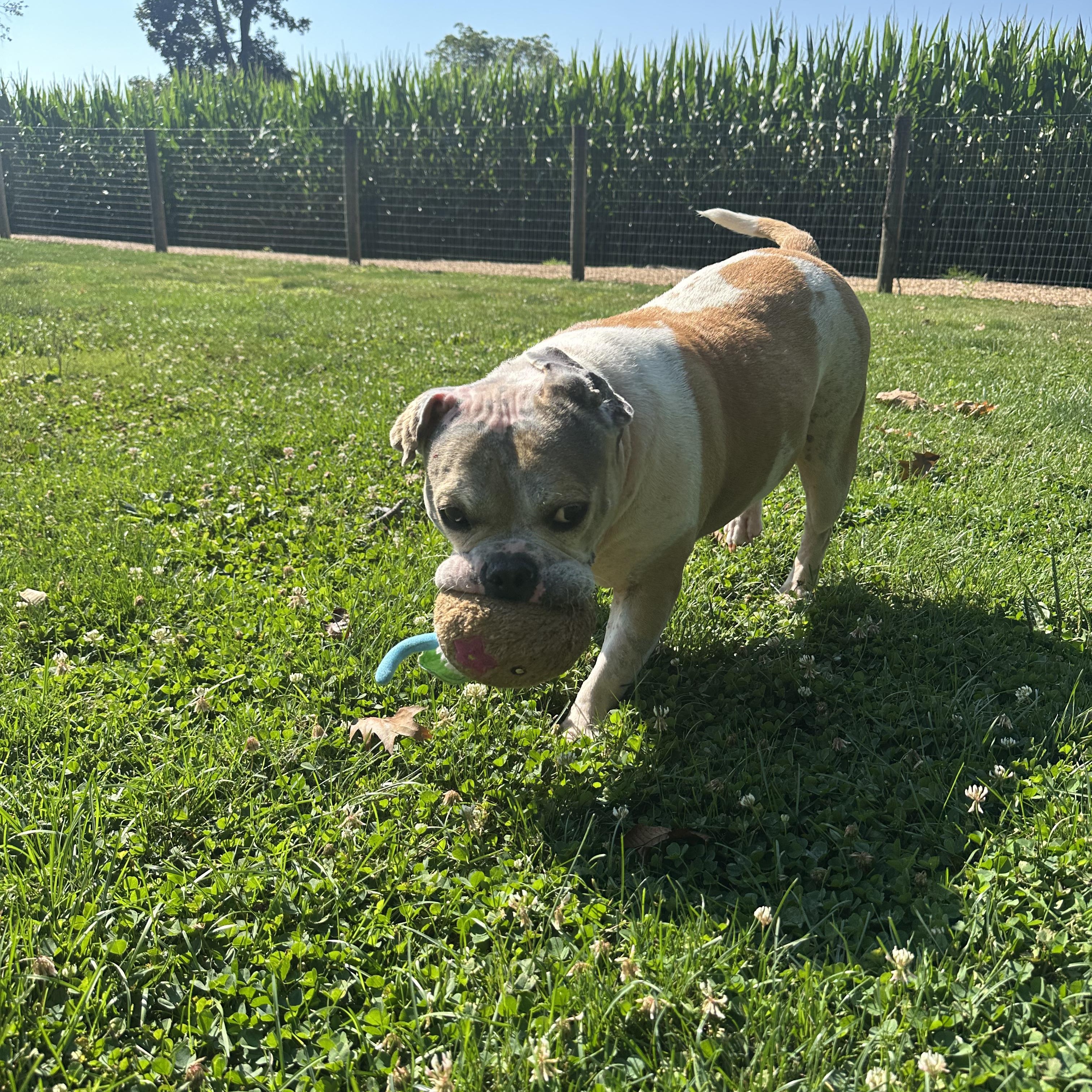Enlarge Marley, a ADOPTABLE mixed breed in Myerstown, PA image 5/6