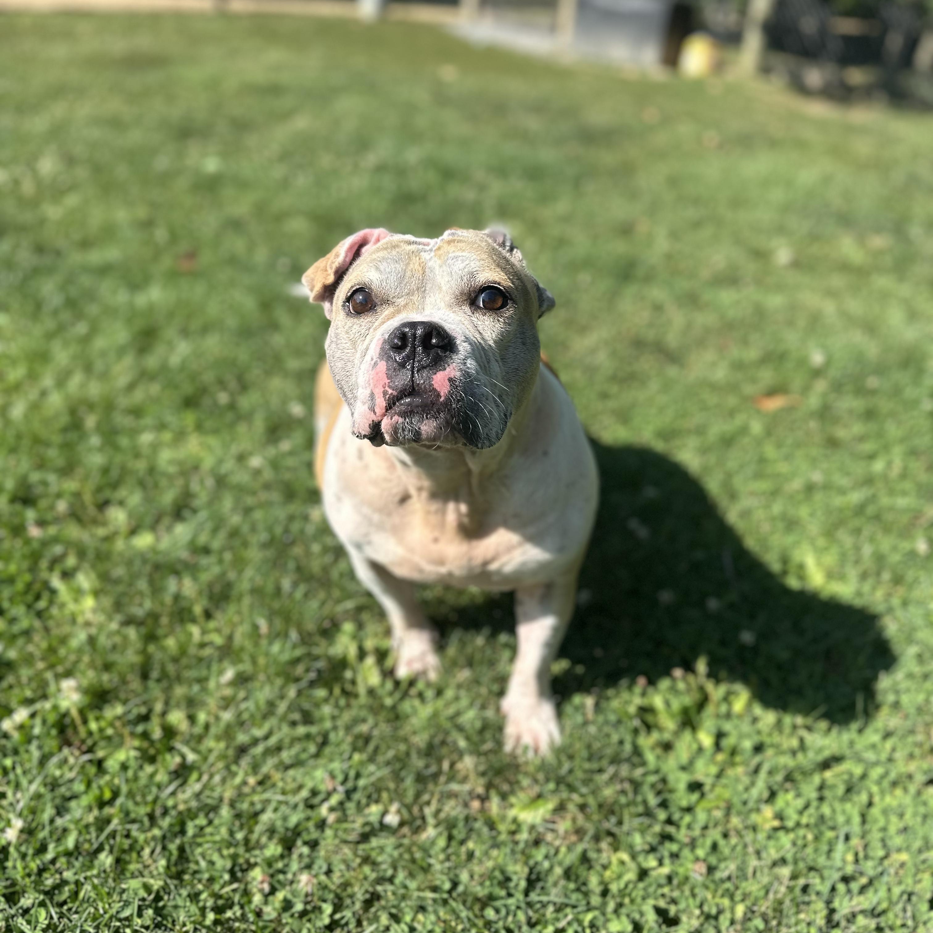 Enlarge Marley, a ADOPTABLE mixed breed in Myerstown, PA image 3/6
