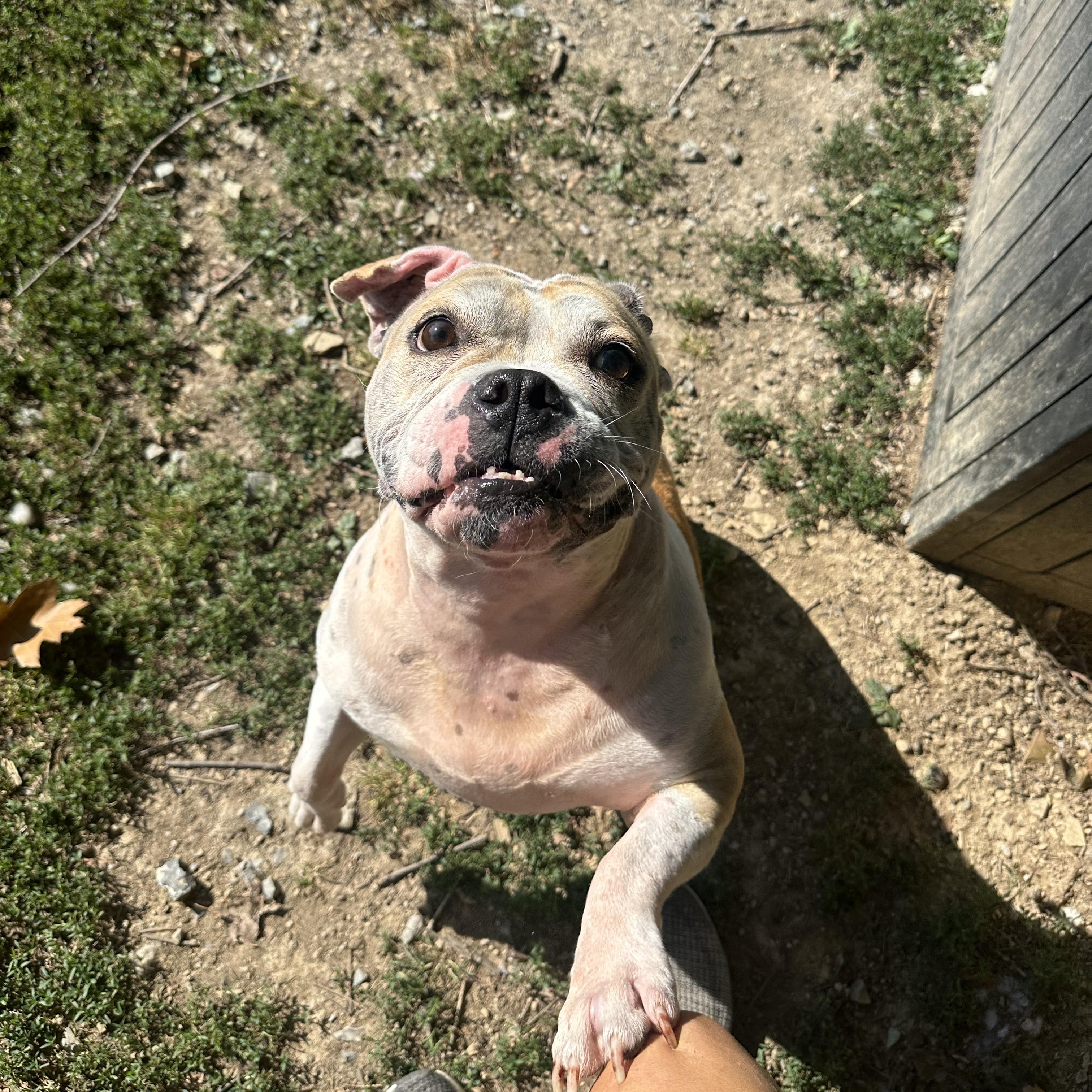 Enlarge Marley, a ADOPTABLE mixed breed in Myerstown, PA image 4/6