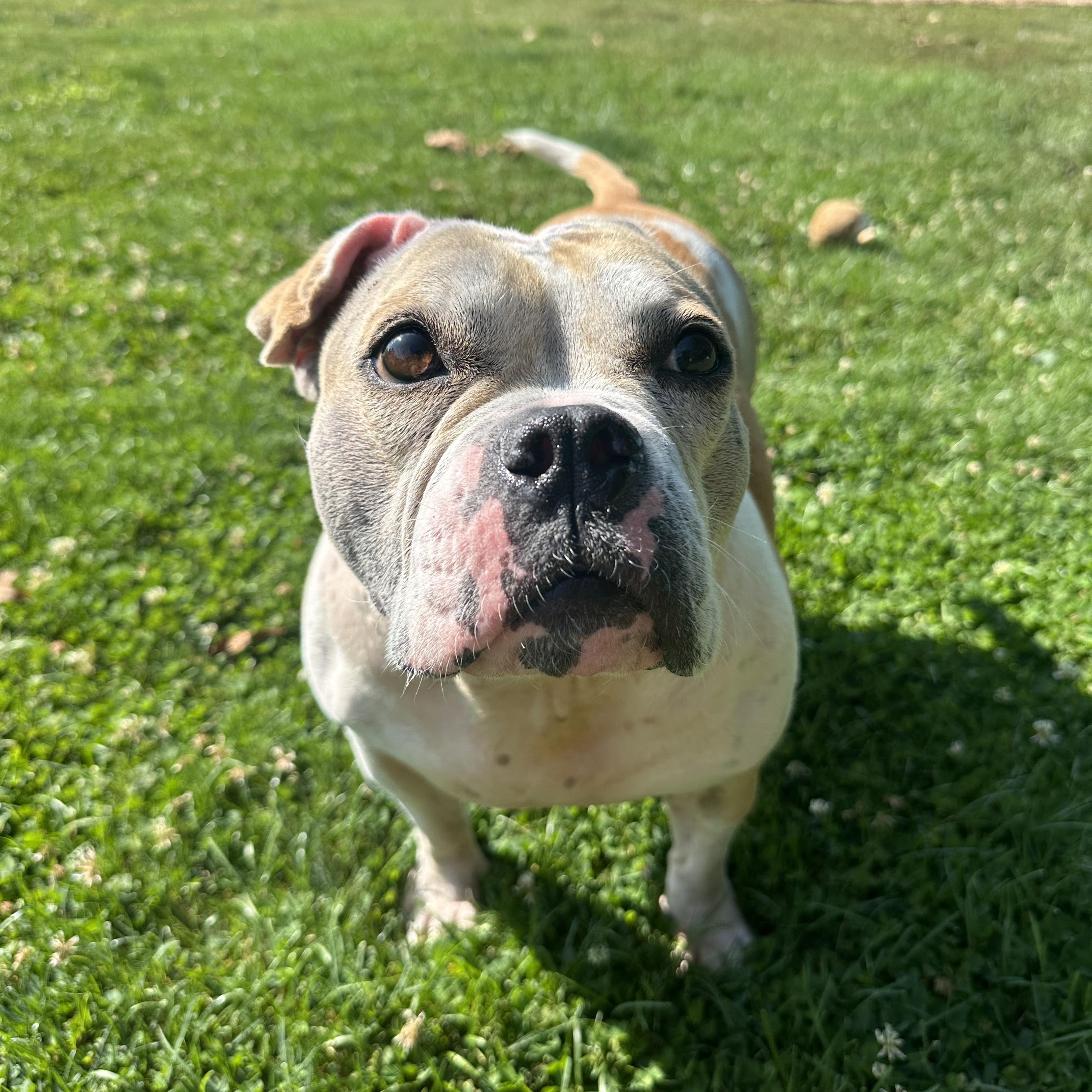 Enlarge Marley, a ADOPTABLE mixed breed in Myerstown, PA image 6/6