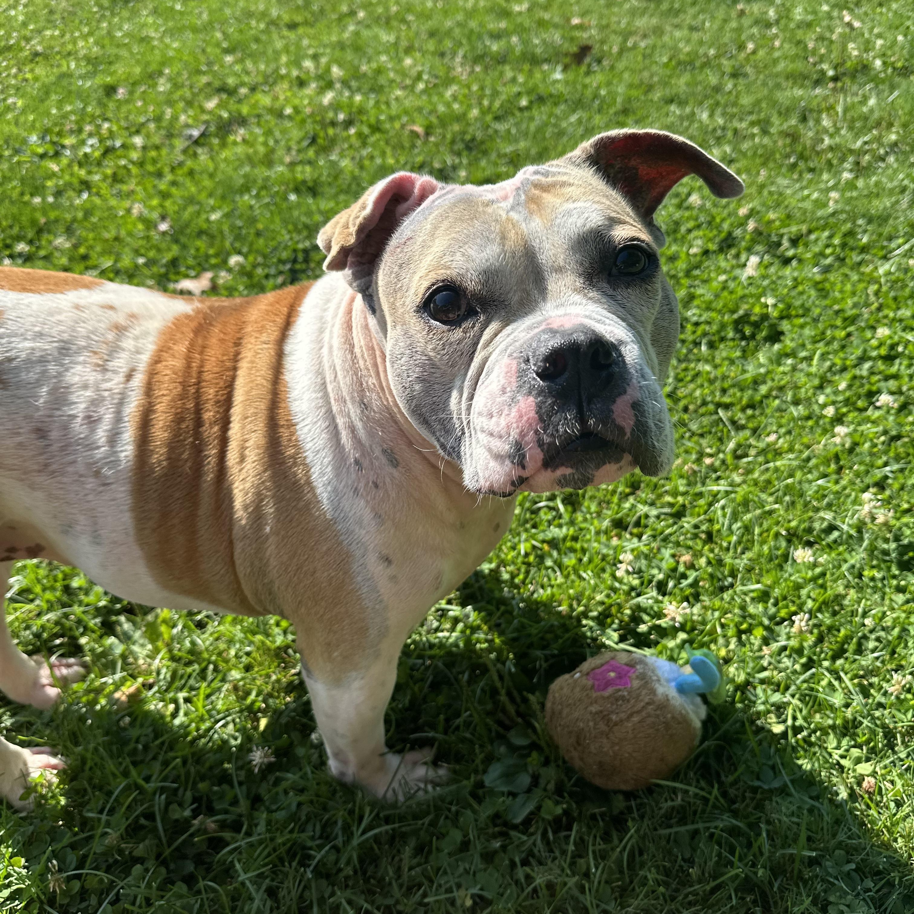 Marley, ADOPTABLE, Senior Female American Bulldog.