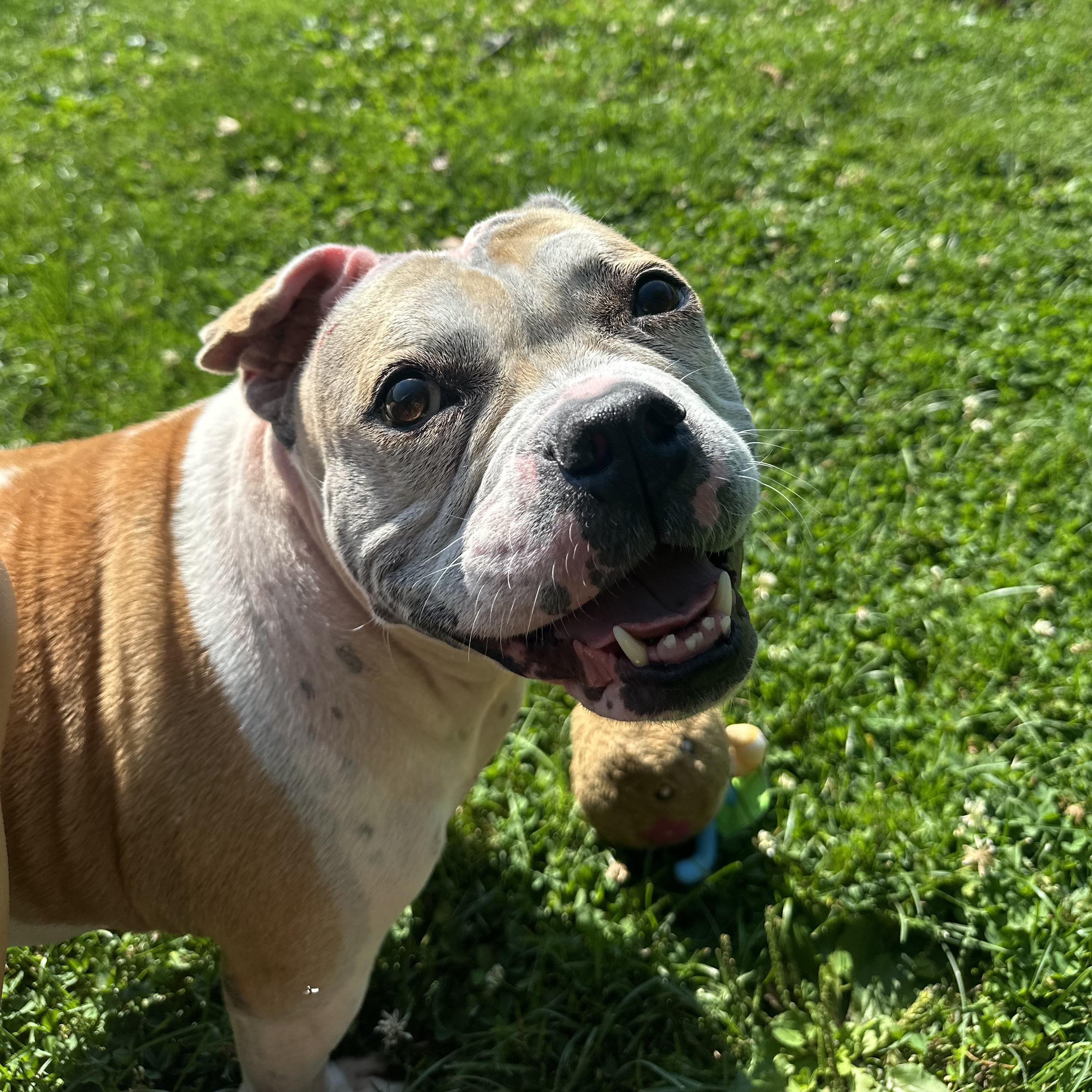 Enlarge Marley, a ADOPTABLE mixed breed in Myerstown, PA image 2/6