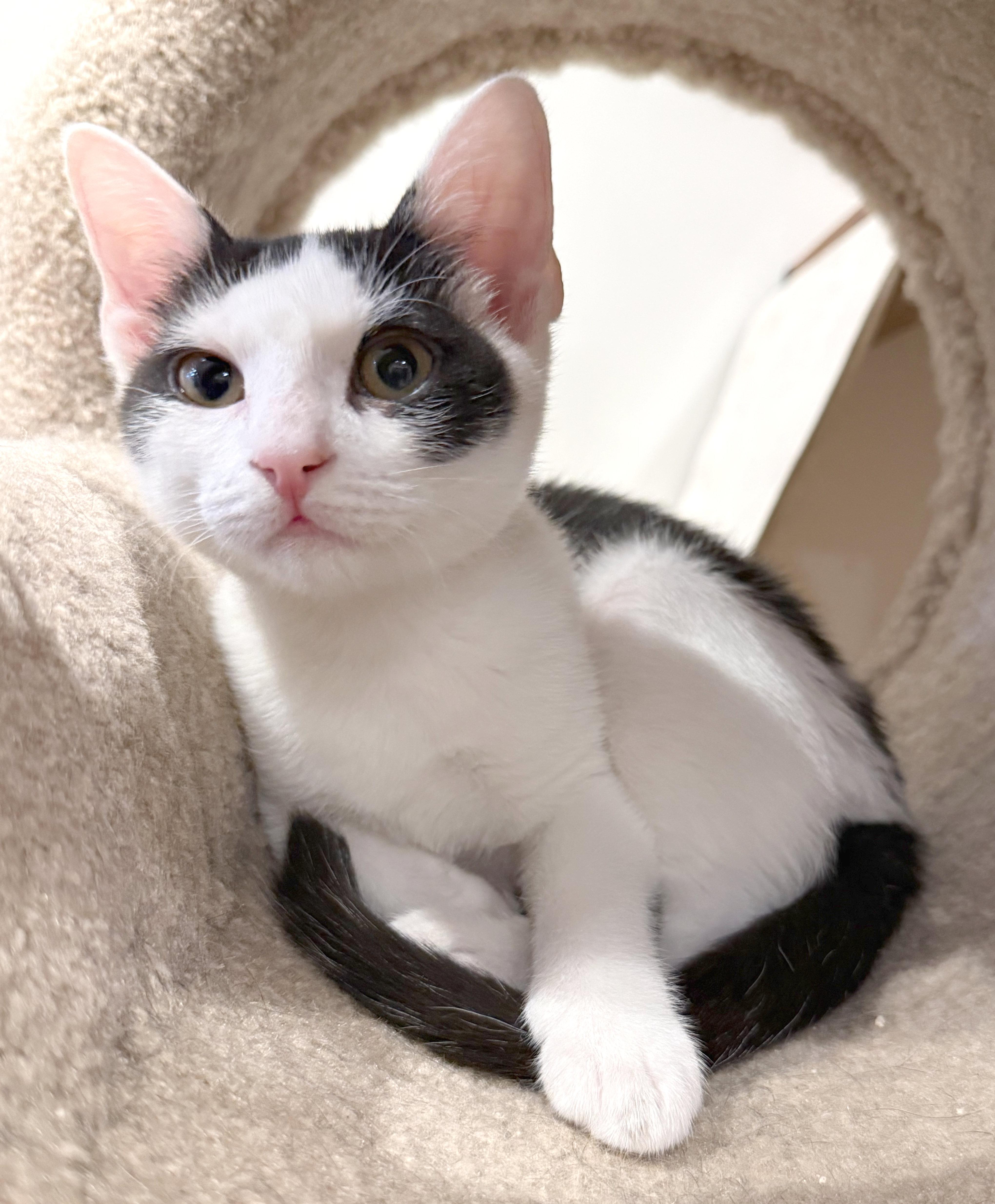Leonardo, a ADOPTABLE mixed breed in Hilton Head Island, SC image 4/5