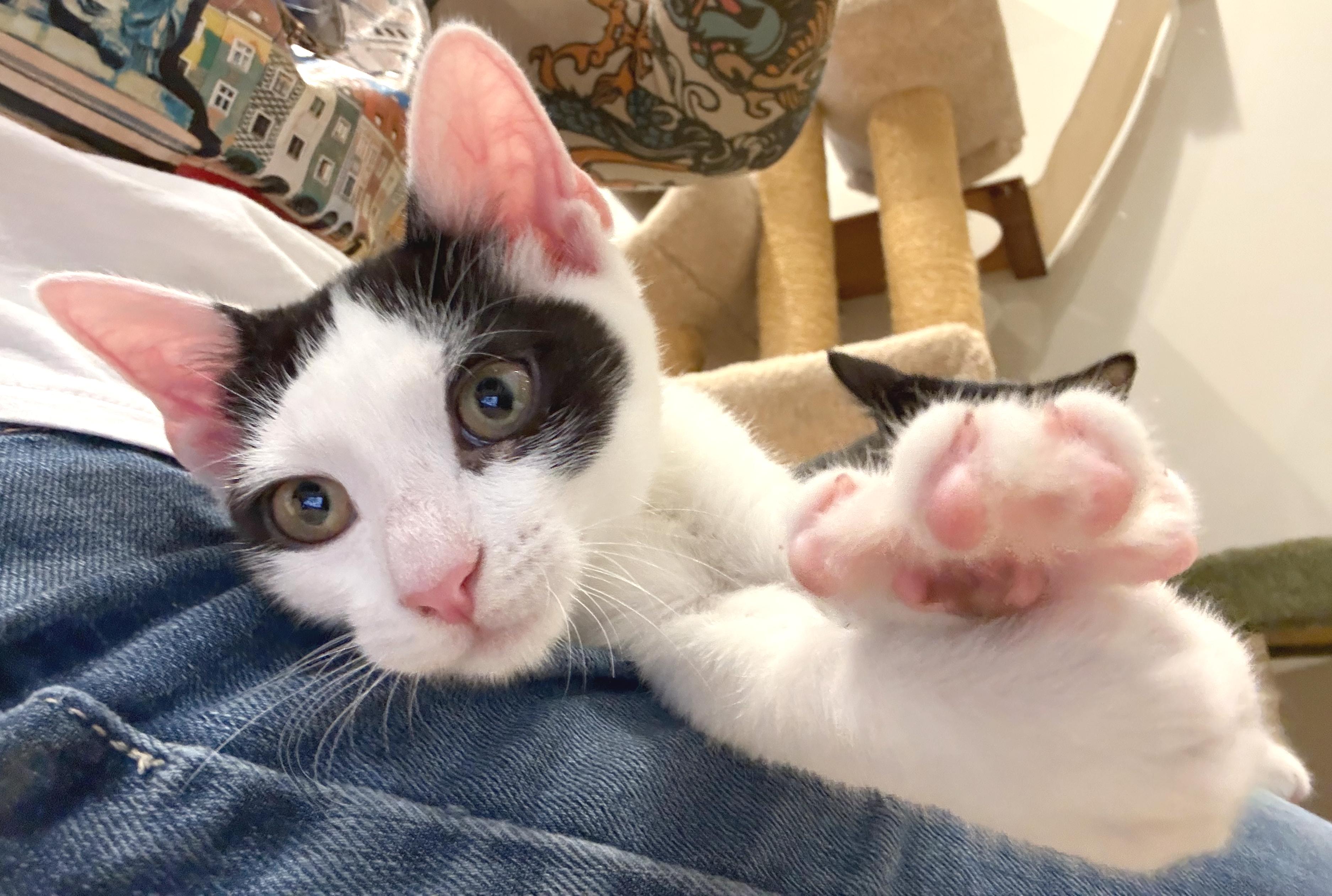 Leonardo, a ADOPTABLE mixed breed in Hilton Head Island, SC image 1/5