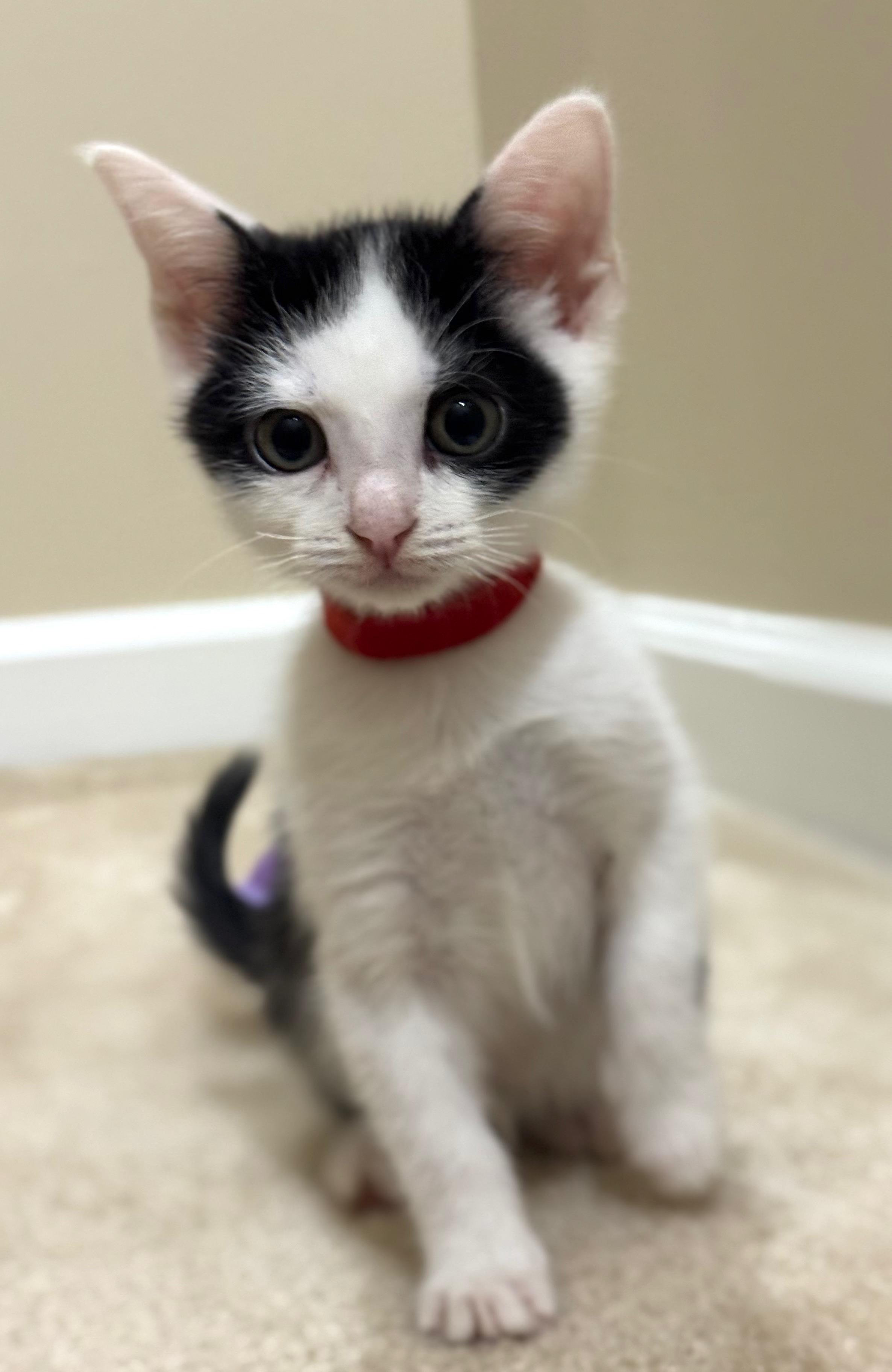 Enlarge Lynn, a ADOPTABLE Domestic Short Hair in Hilton Head Island, SC image 1/2