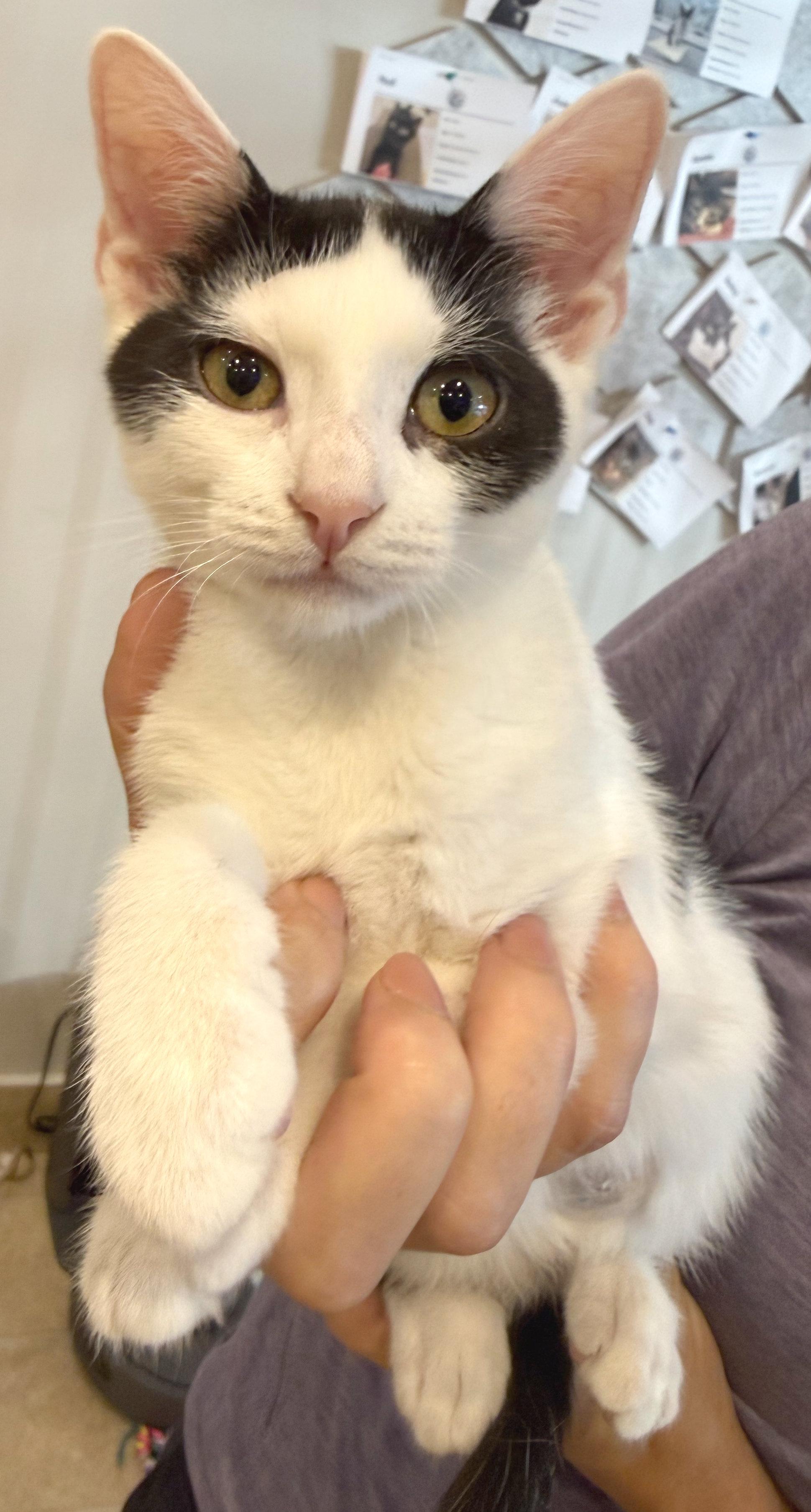 Leonardo, a ADOPTABLE mixed breed in Hilton Head Island, SC image 2/5