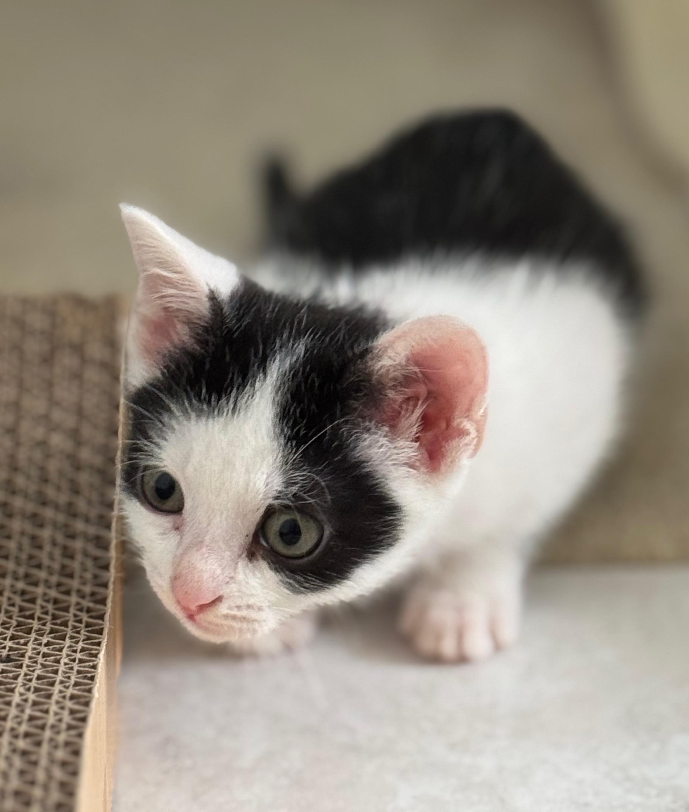 Enlarge Lynn, a ADOPTABLE Domestic Short Hair in Hilton Head Island, SC image 2/2