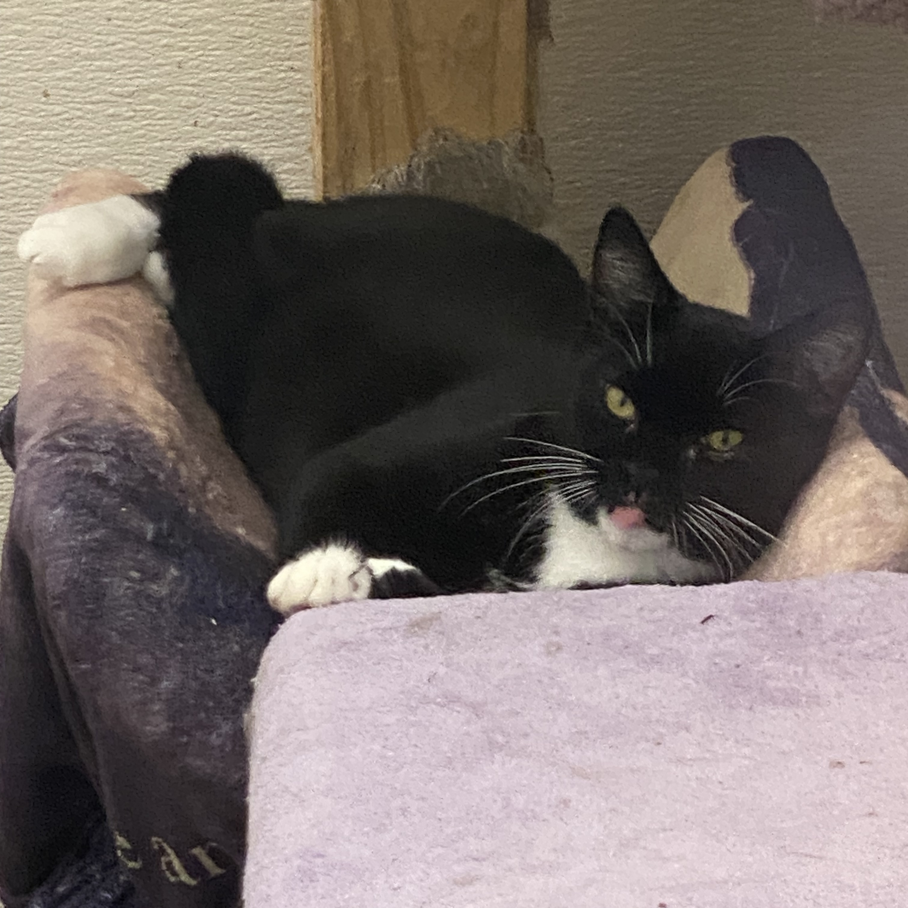 Fresno, an adoptable Tuxedo in Stanwood, WA, 98292 | Photo Image 3