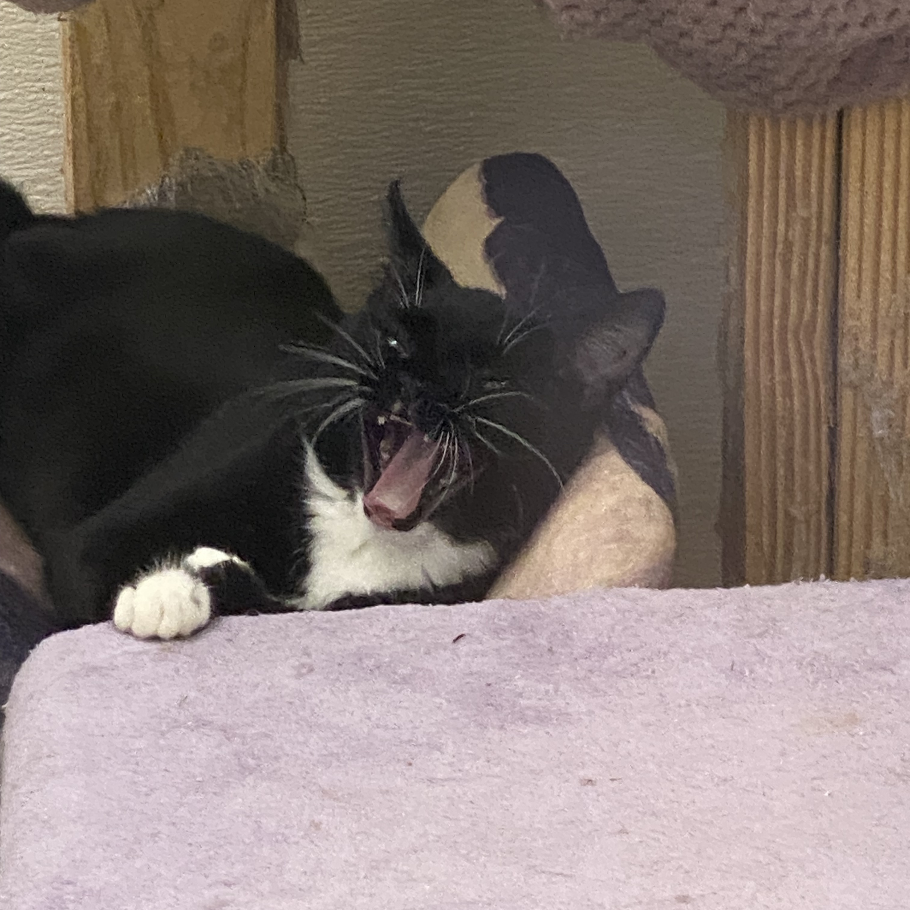 Fresno, an adoptable Tuxedo in Stanwood, WA, 98292 | Photo Image 4