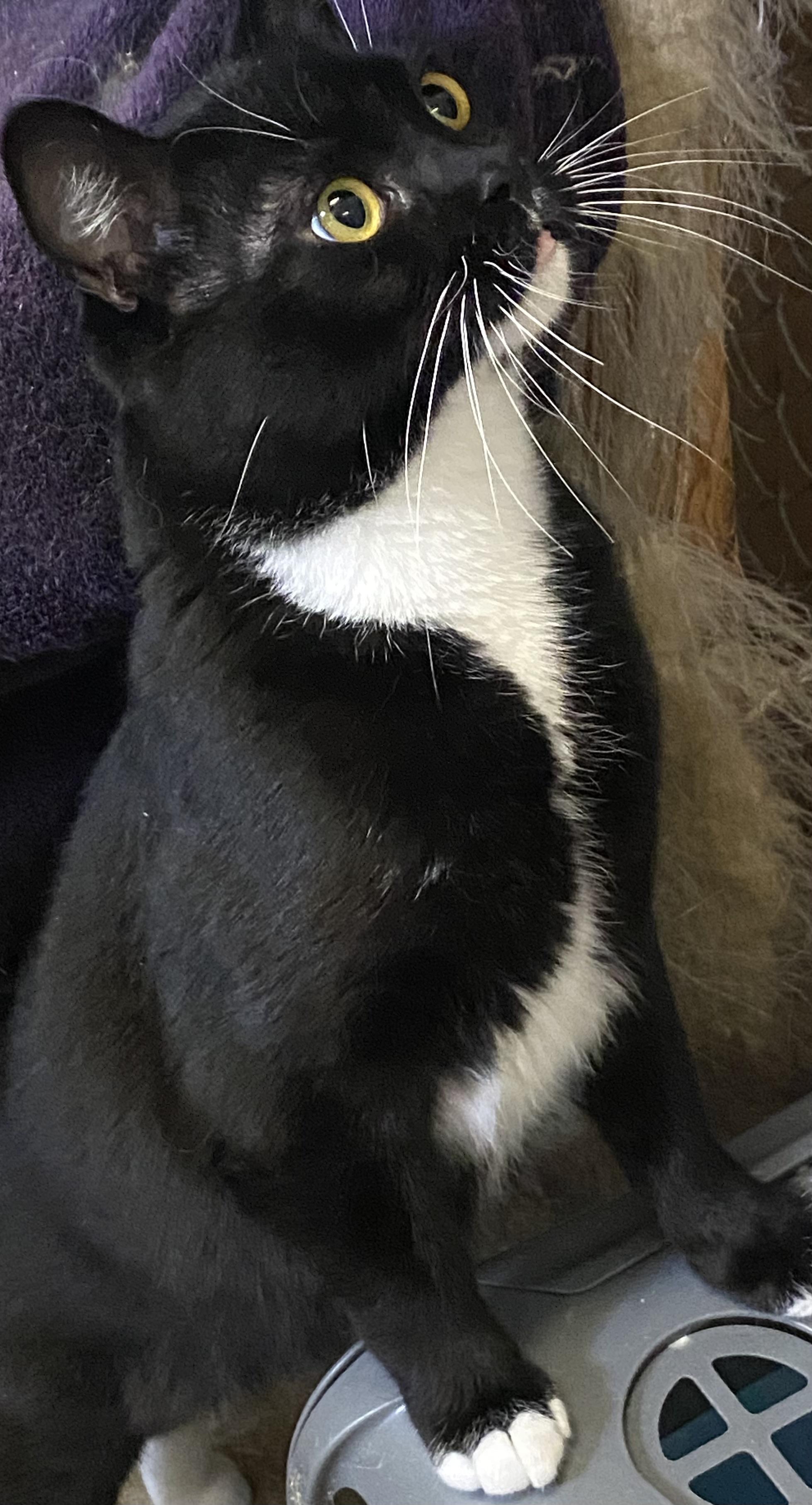 Fresno, an adoptable Tuxedo in Stanwood, WA, 98292 | Photo Image 2
