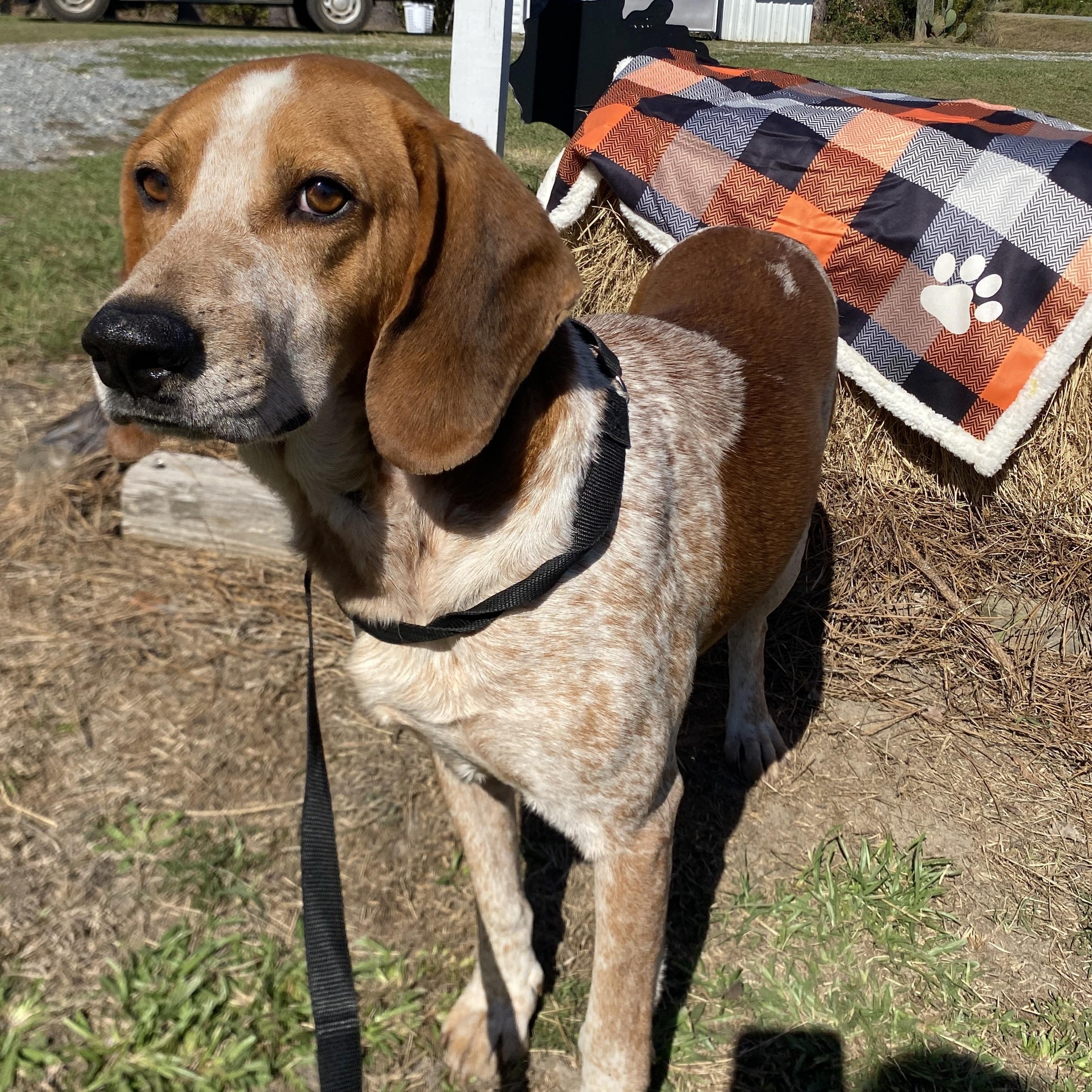 Old Red, Adoptable, Adult Male Coonhound.