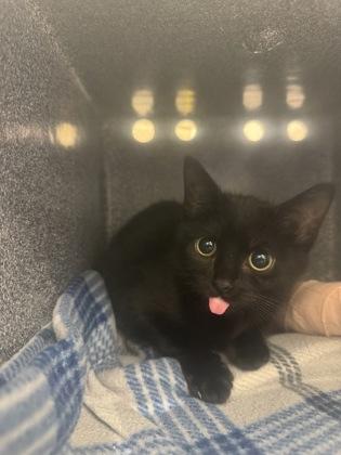 Enlarge Sling Shot, a Adoptable Domestic Short Hair in Irving, TX image 1/1