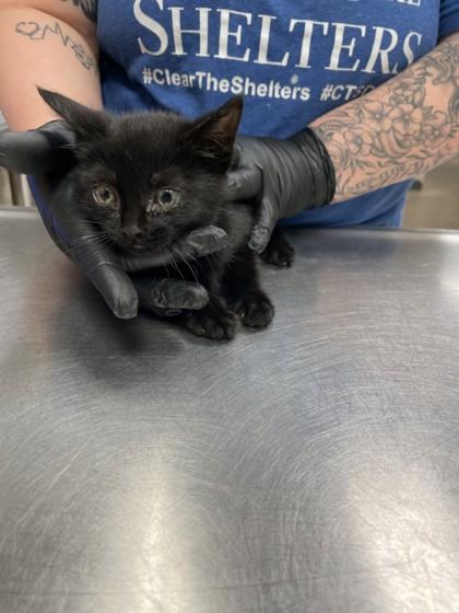 Enlarge Sling Shot, a Adoptable Domestic Short Hair in Irving, TX image 1/1