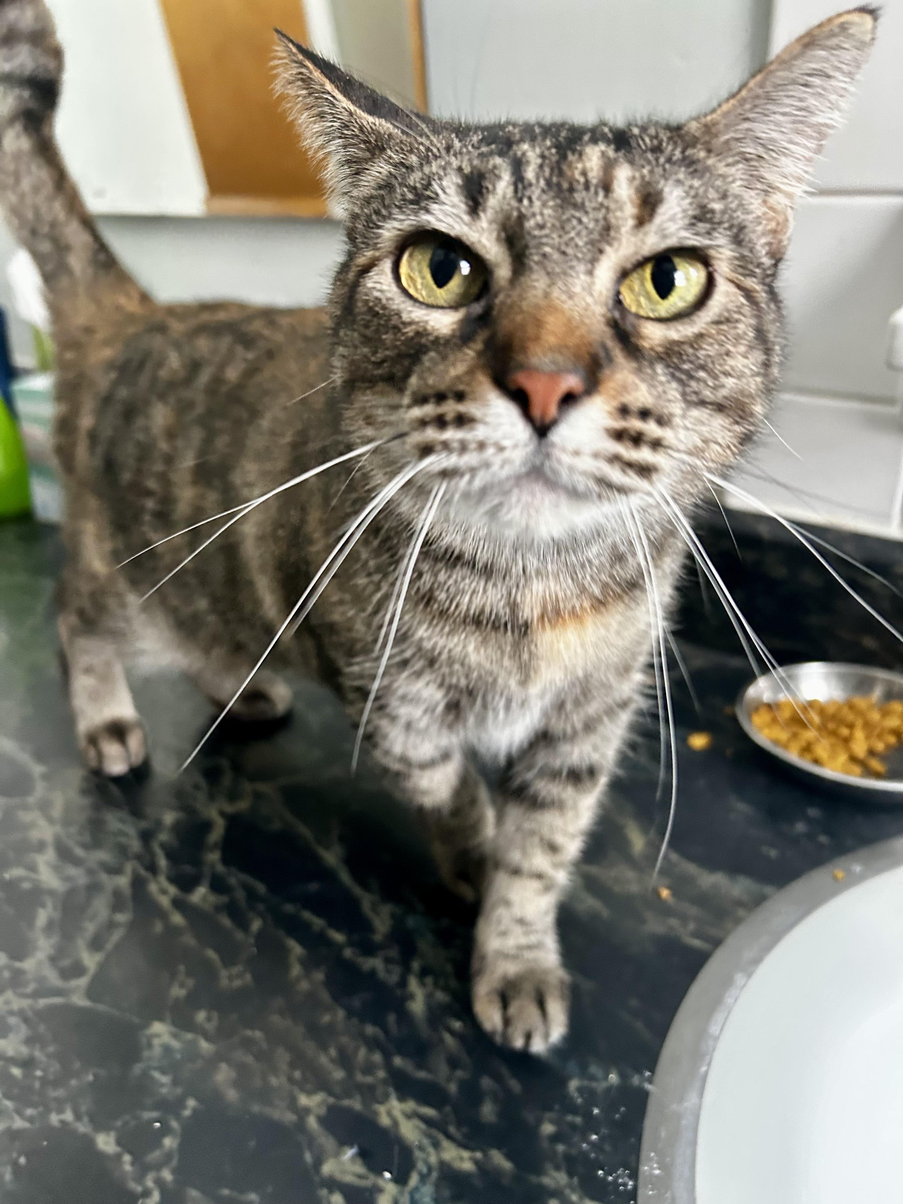 Bitsy, a Adoptable mixed breed in Murphysboro, IL image 4/7