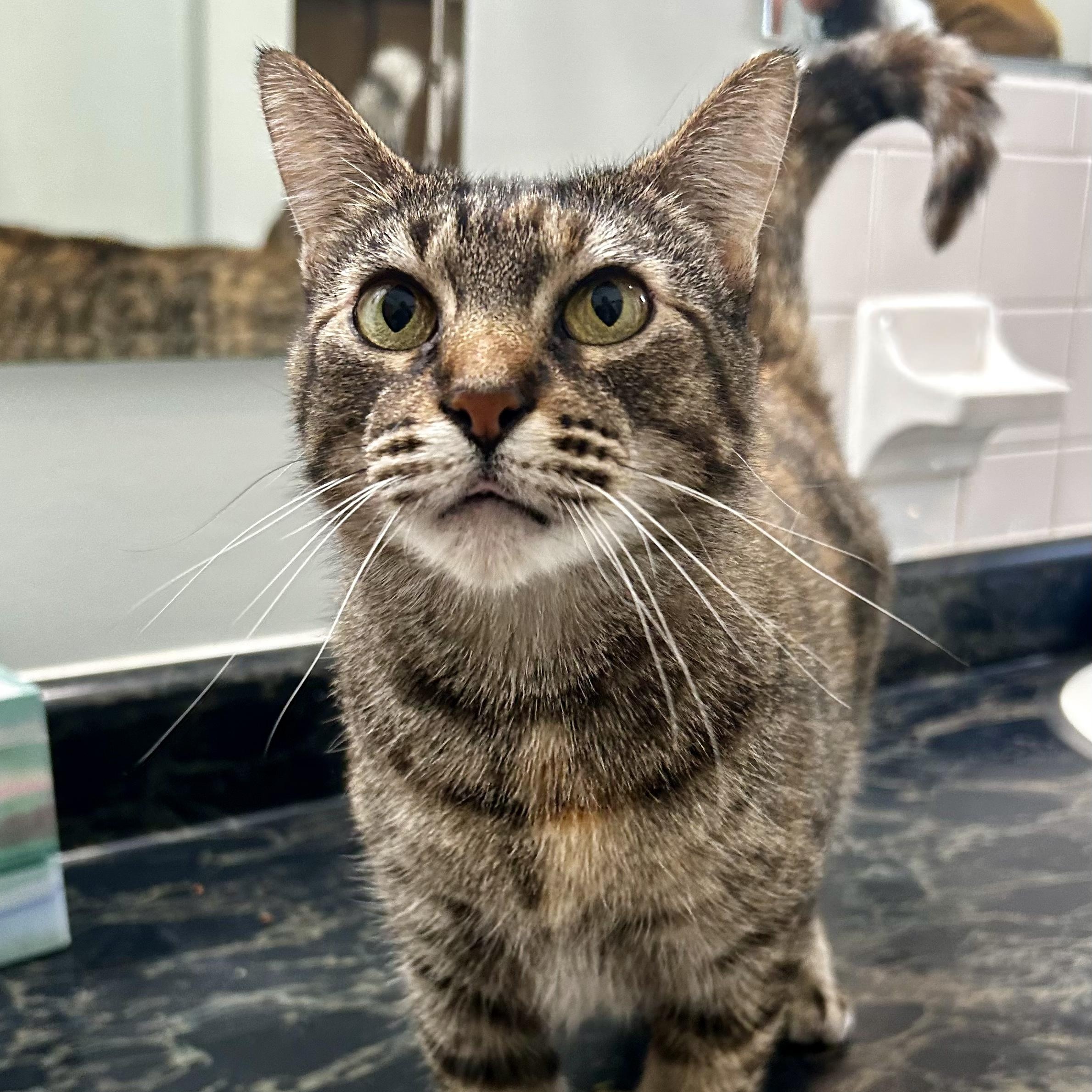 Bitsy, a Adoptable mixed breed in Murphysboro, IL image 3/7