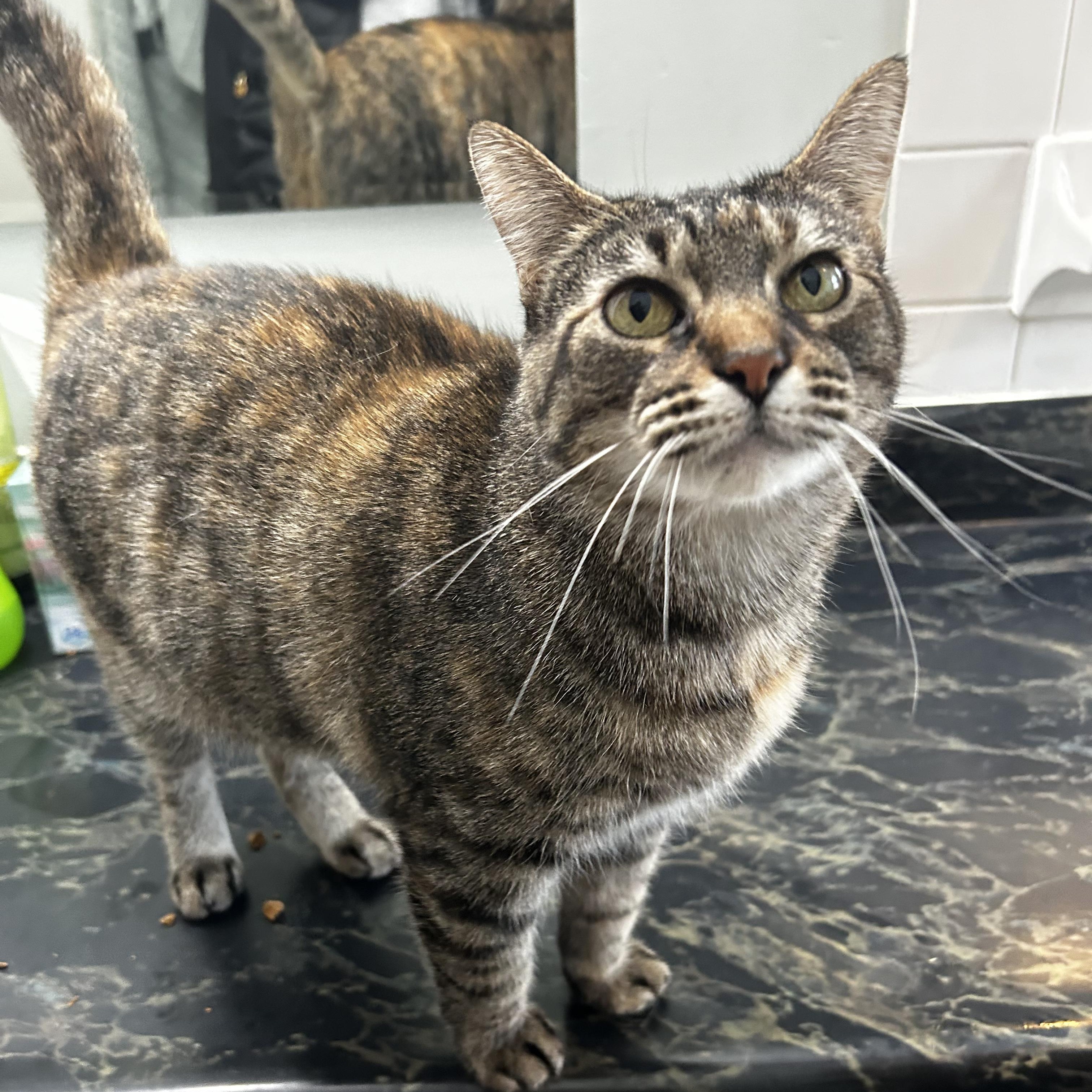 Bitsy, Adoptable, Adult Female Domestic Short Hair.