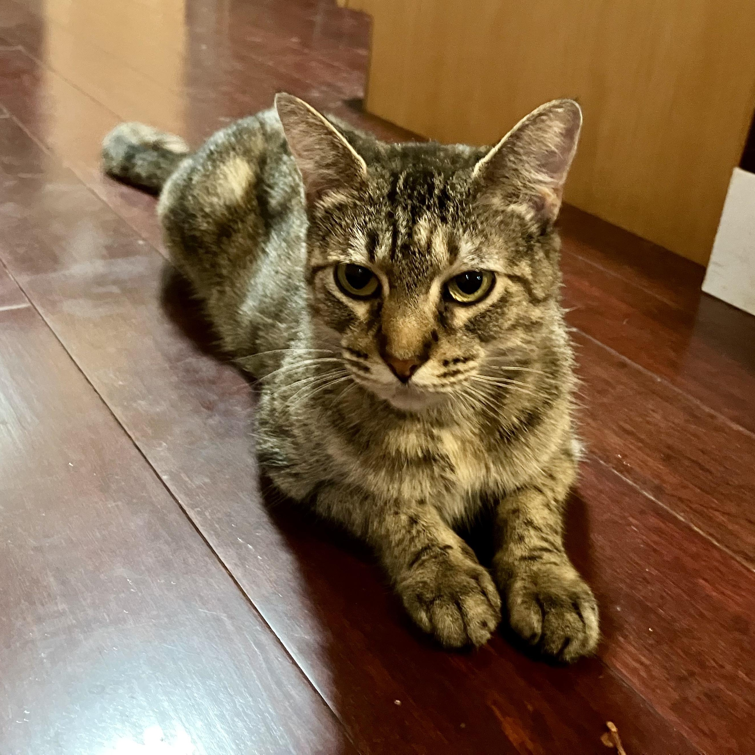 Enlarge Bitsy, a Adoptable mixed breed in Murphysboro, IL image 7/7