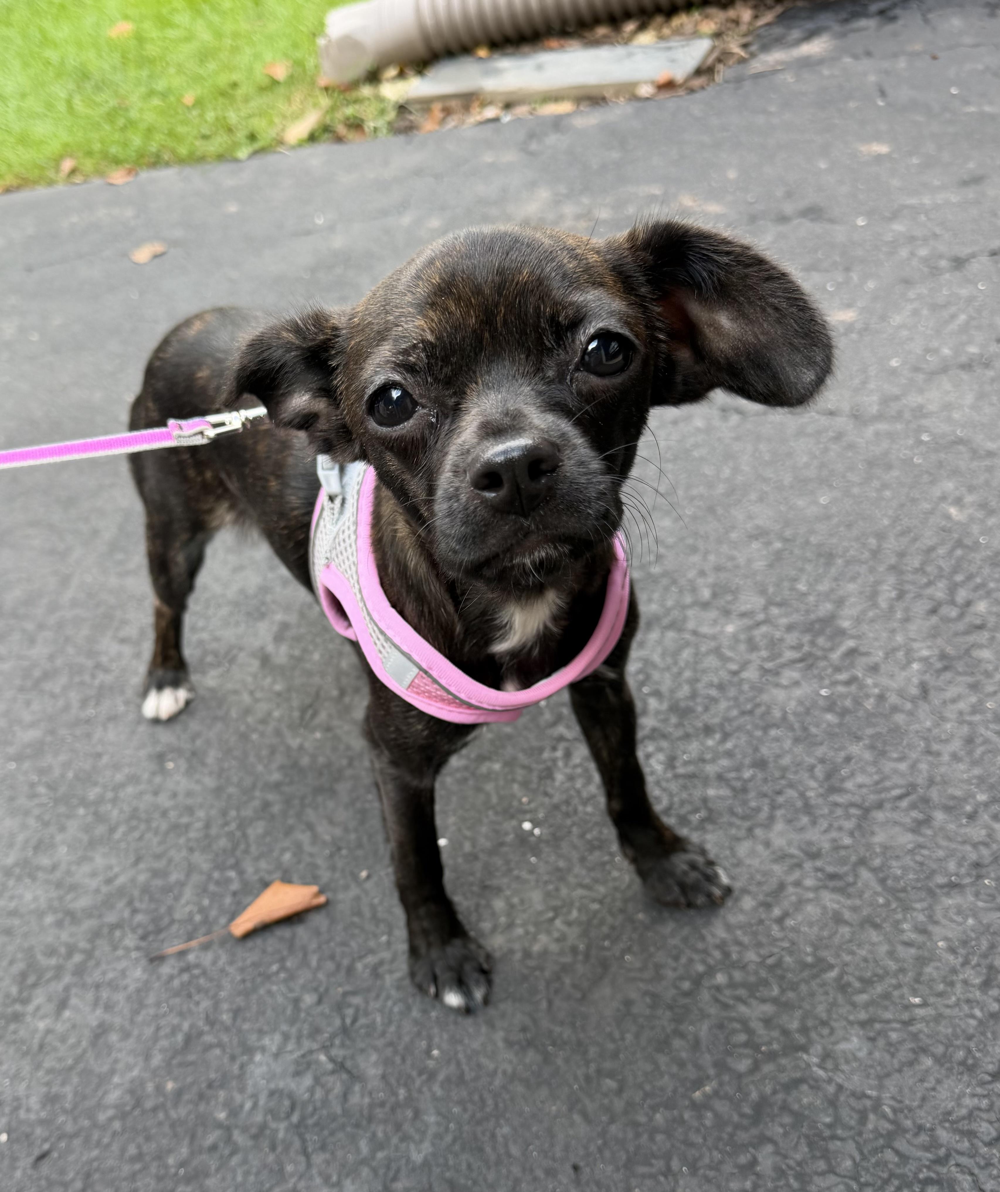 Enlarge Gigi, a Adoptable mixed breed in Havertown, PA image 1/5