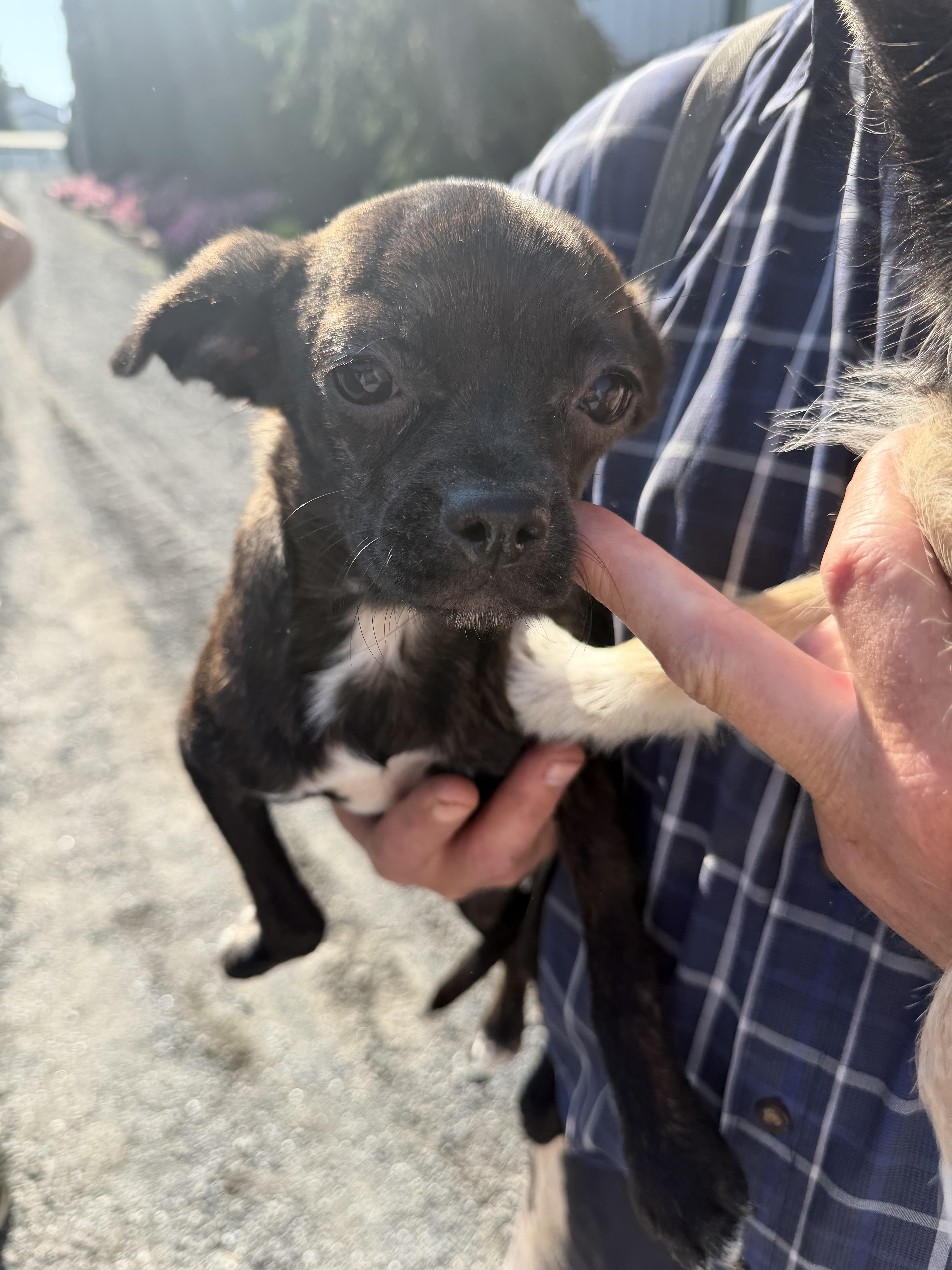 Enlarge Gigi, a Adoptable mixed breed in Havertown, PA image 2/5