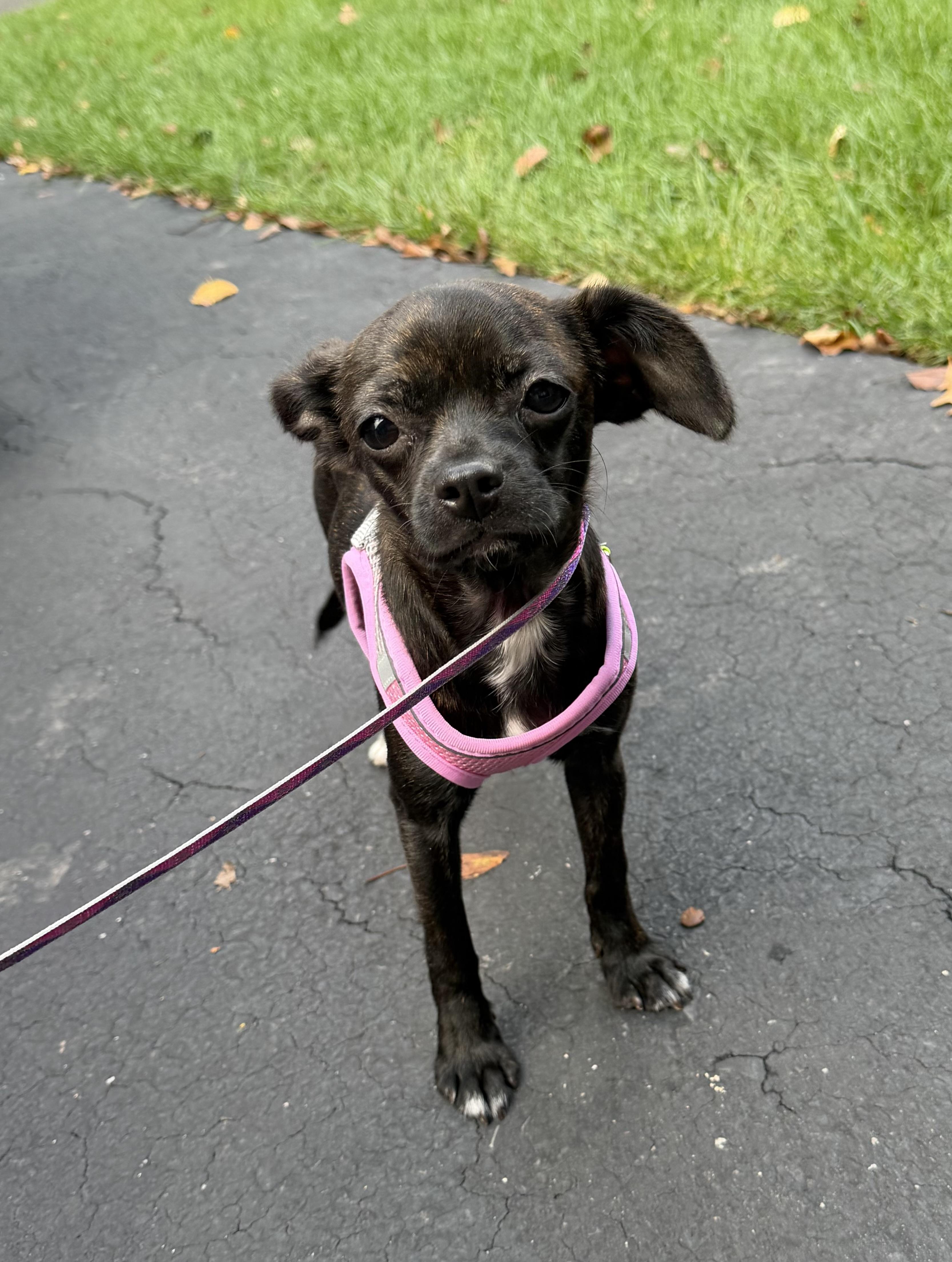 Enlarge Gigi, a Adoptable mixed breed in Havertown, PA image 3/5