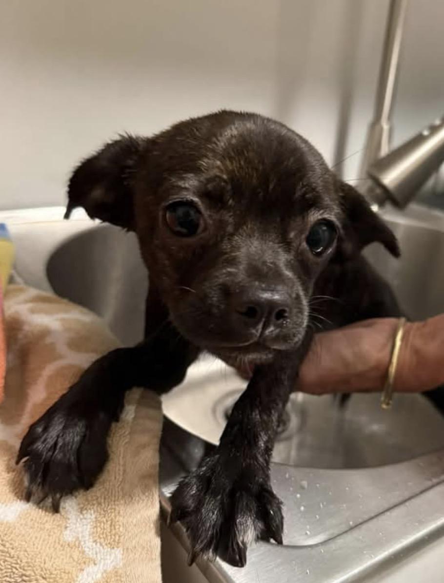 Enlarge Gigi, a Adoptable mixed breed in Havertown, PA image 4/5