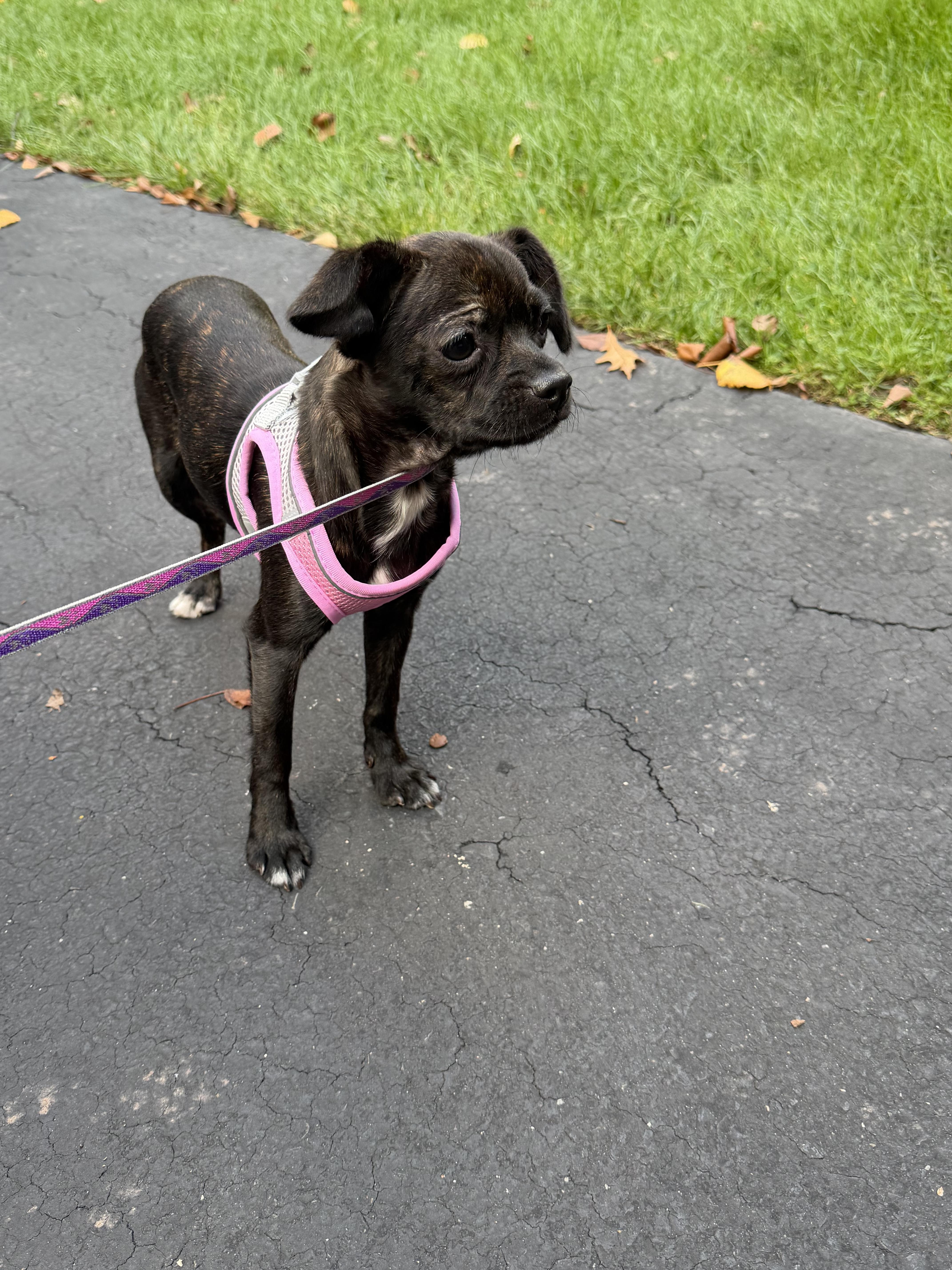 Enlarge Gigi, a Adoptable mixed breed in Havertown, PA image 5/5