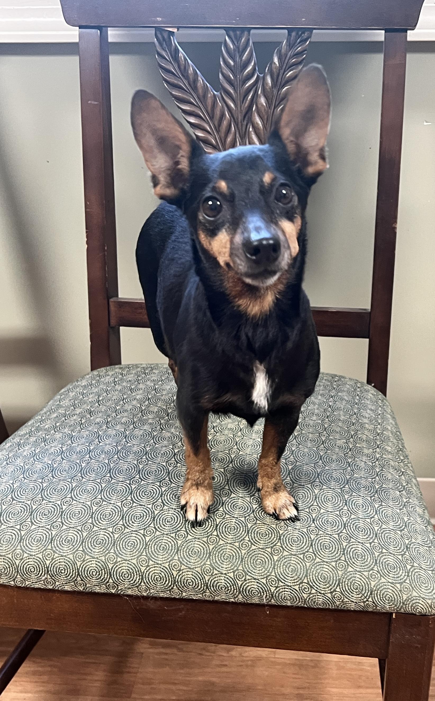 Enlarge Allison, a Adoptable mixed breed in Yellville, AR image 1/2