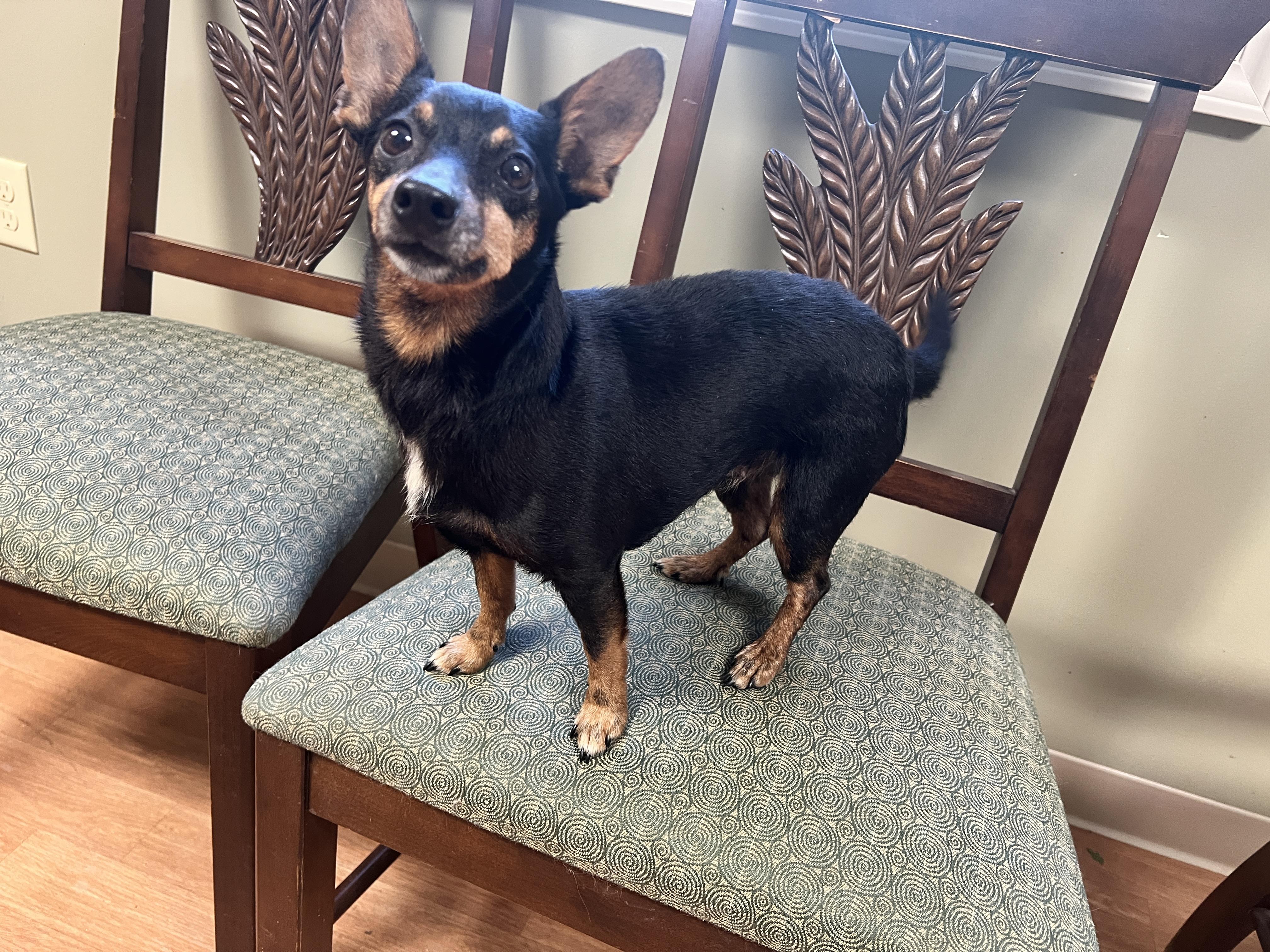 Enlarge Allison, a Adoptable mixed breed in Yellville, AR image 2/2