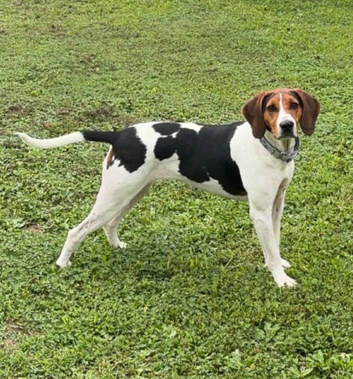 Loretta Lynn, ADOPTABLE, Adult Female Treeing Walker Coonhound.