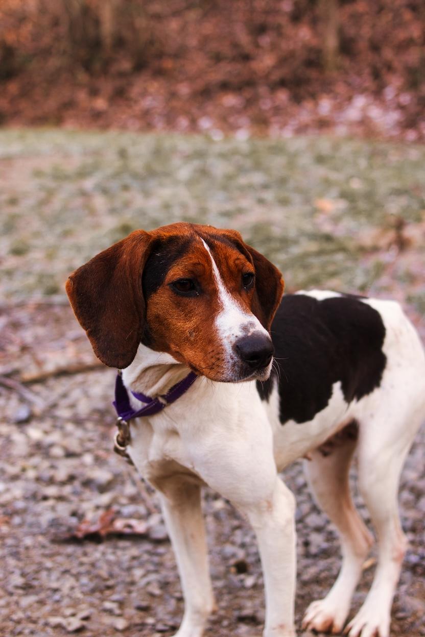Loretta Lynn, ADOPTABLE, Young Female Treeing Walker Coonhound.