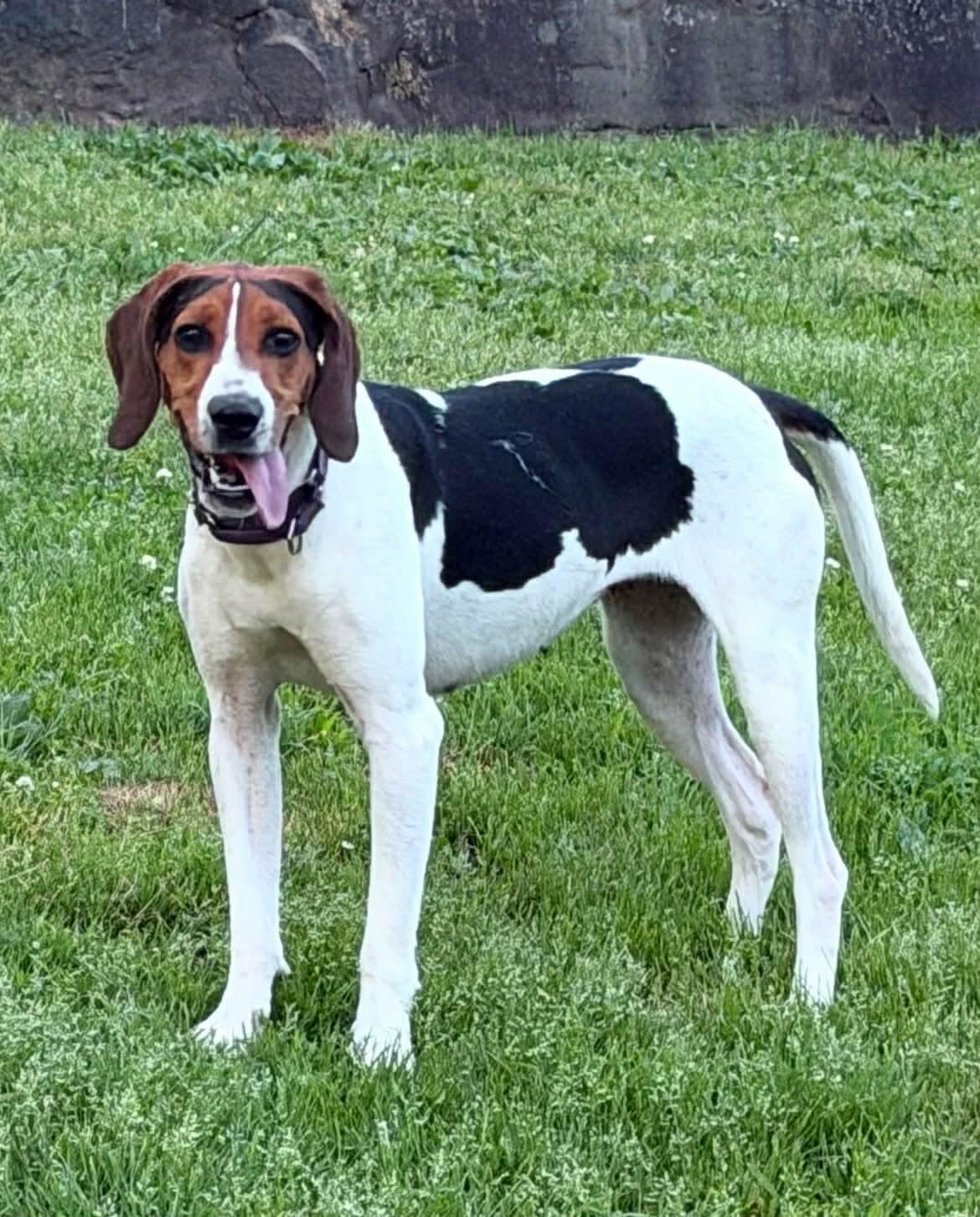 Enlarge Loretta Lynn, a ADOPTABLE mixed breed in Grafton, WV image 2/5