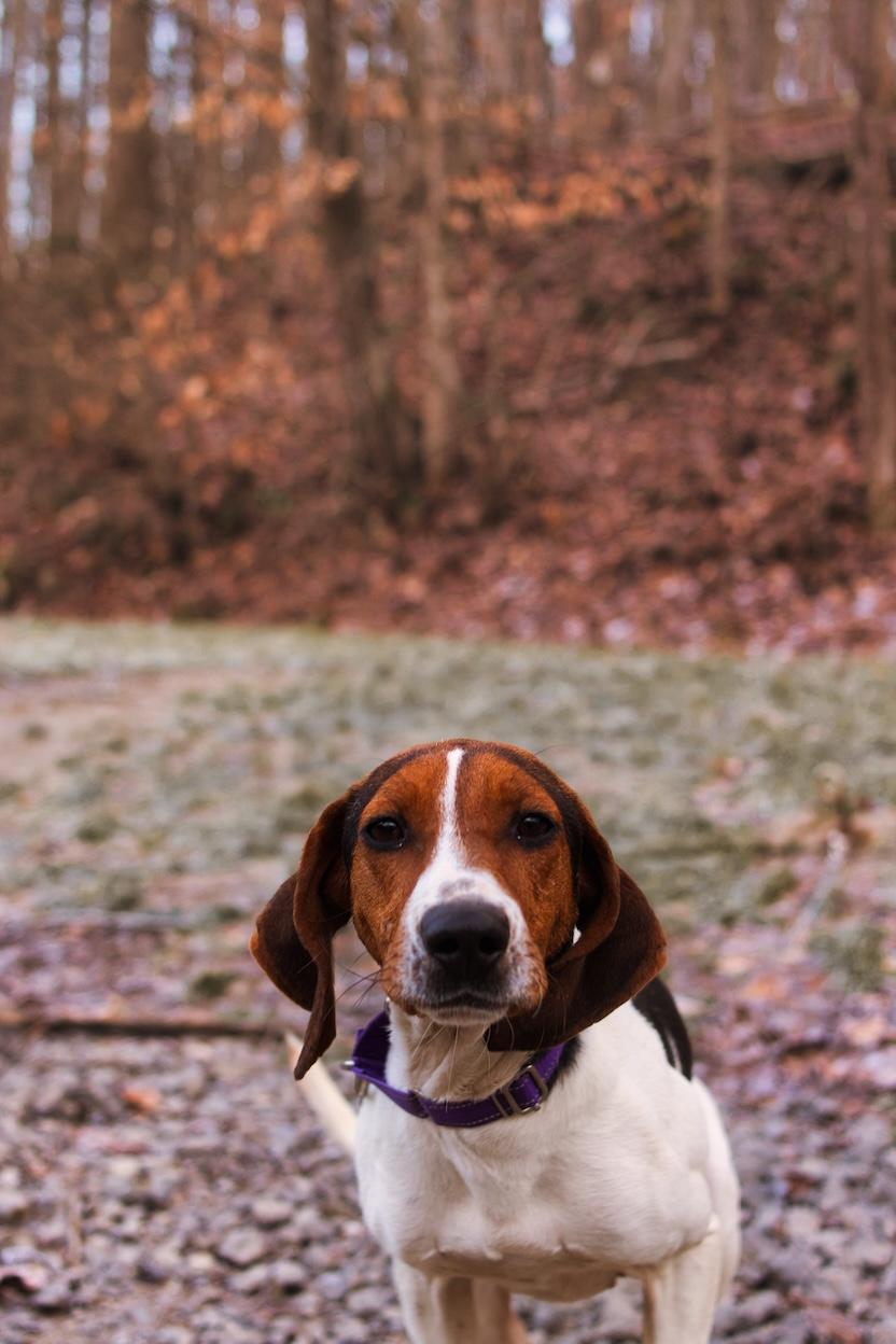 Enlarge Loretta Lynn, a ADOPTABLE mixed breed in Grafton, WV image 2/3