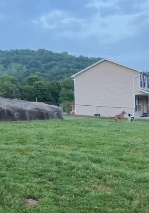 Enlarge Loretta Lynn, a ADOPTABLE mixed breed in Grafton, WV video 5/5