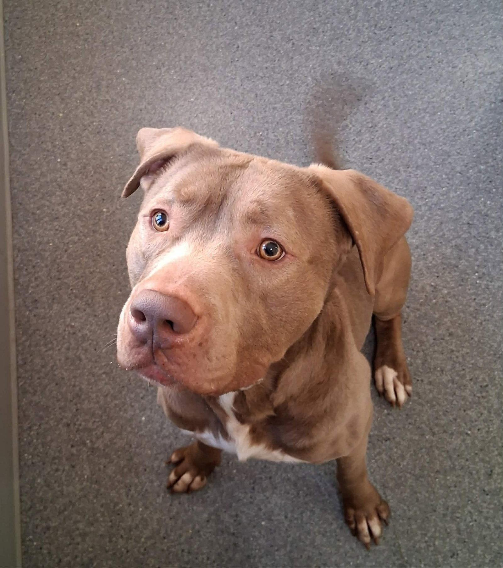 Enlarge Hugo, a Adoptable Pit Bull Terrier in Covington, VA image 1/1