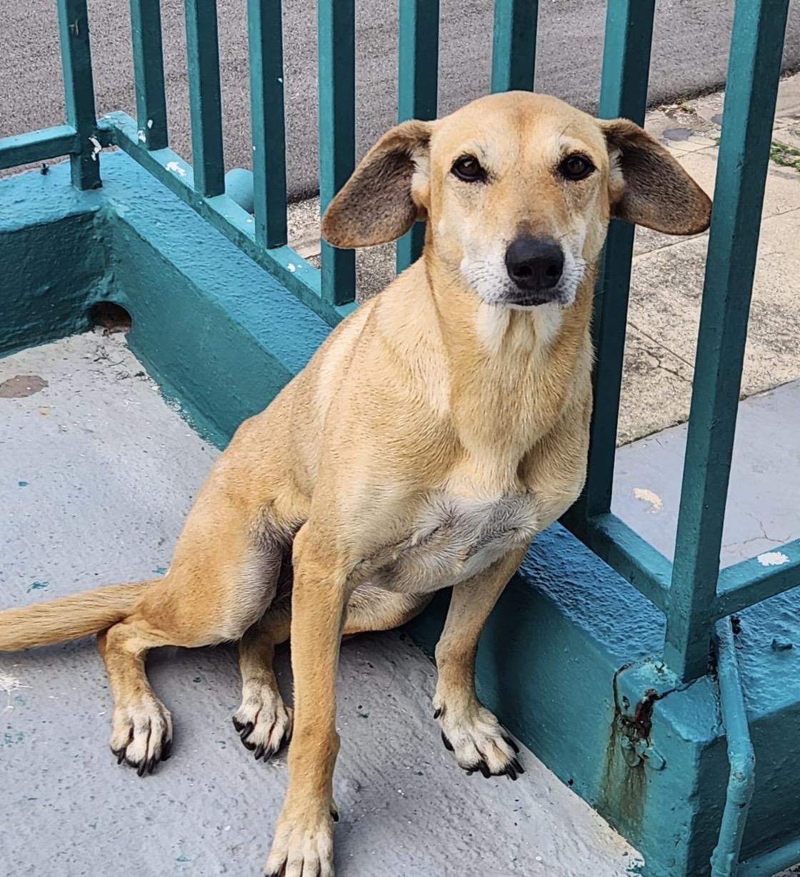 Enlarge Sephora, a ADOPTABLE mixed breed in Lake Forest, IL image 1/4