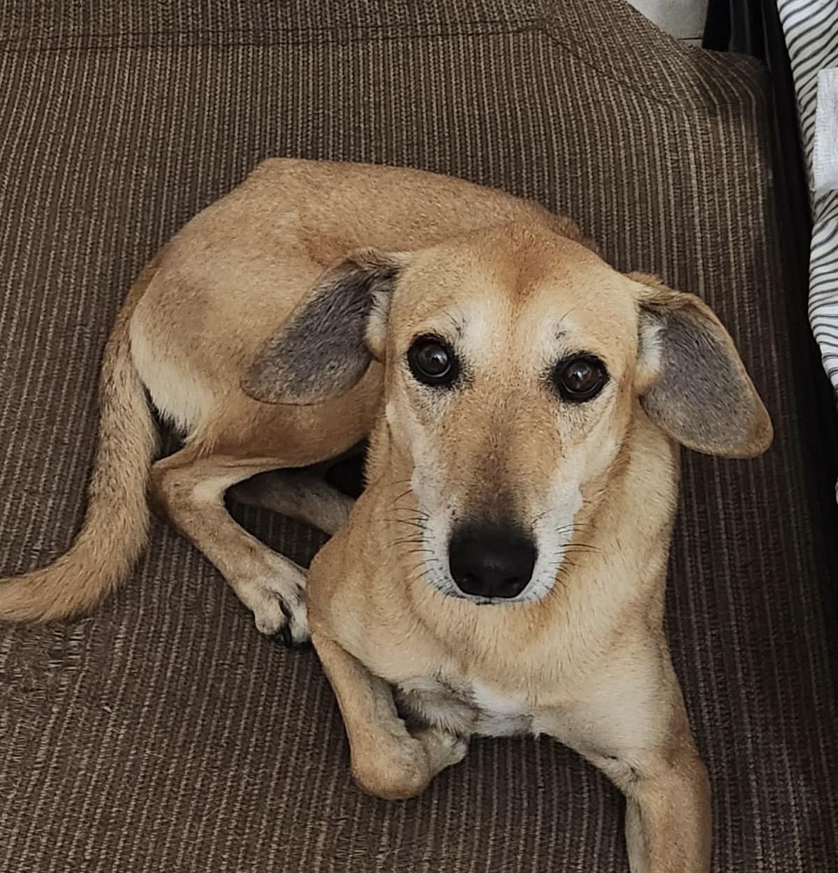 Enlarge Sephora, a ADOPTABLE mixed breed in Lake Forest, IL image 2/4