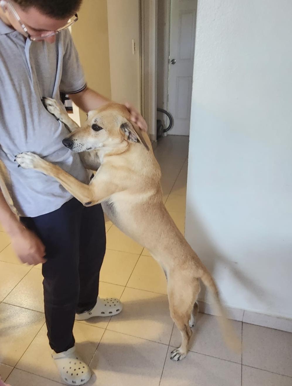 Enlarge Sephora, a ADOPTABLE mixed breed in Lake Forest, IL image 3/4