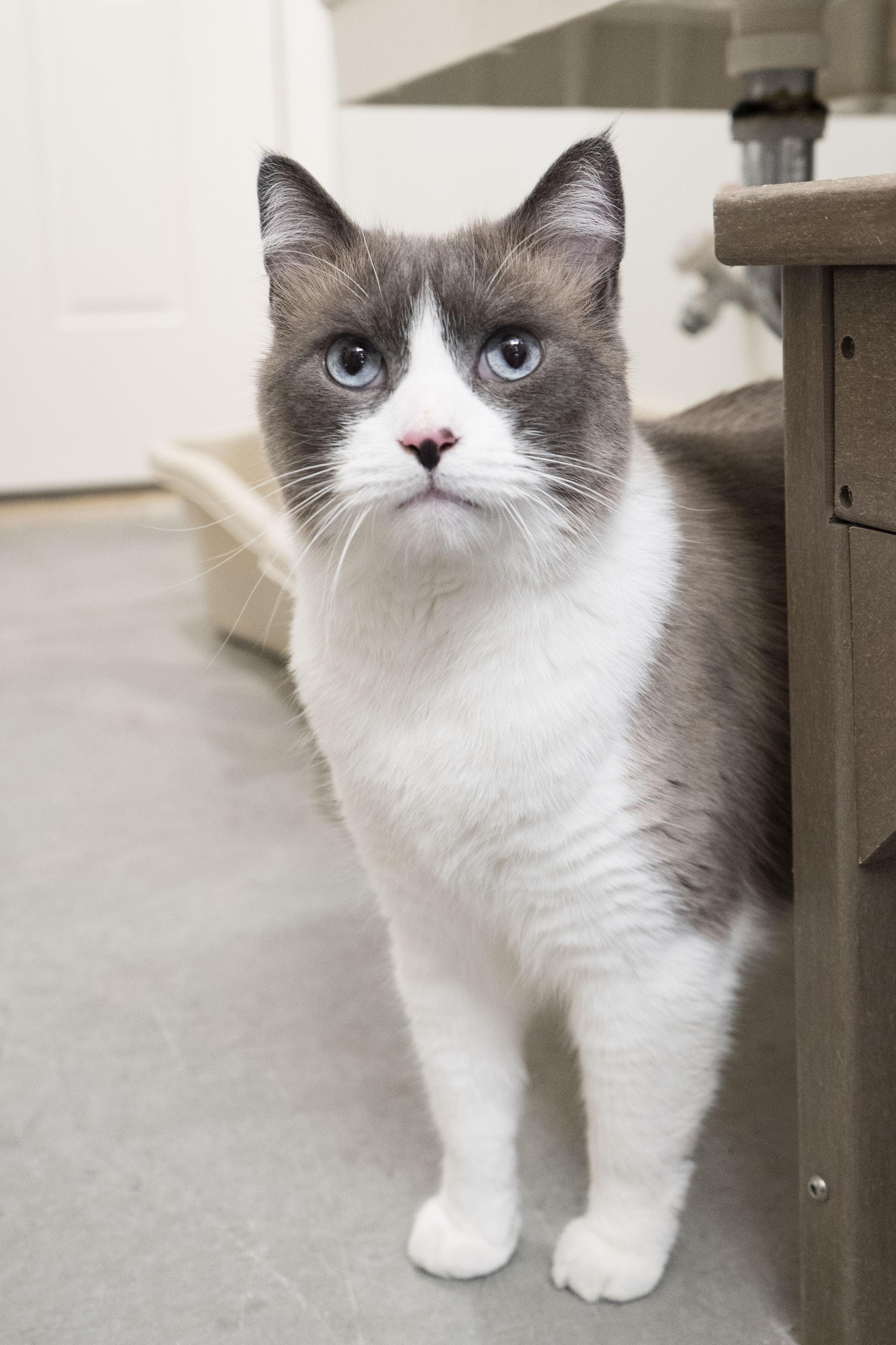 Marc Antony, adopted, Adult Male Domestic Short Hair.