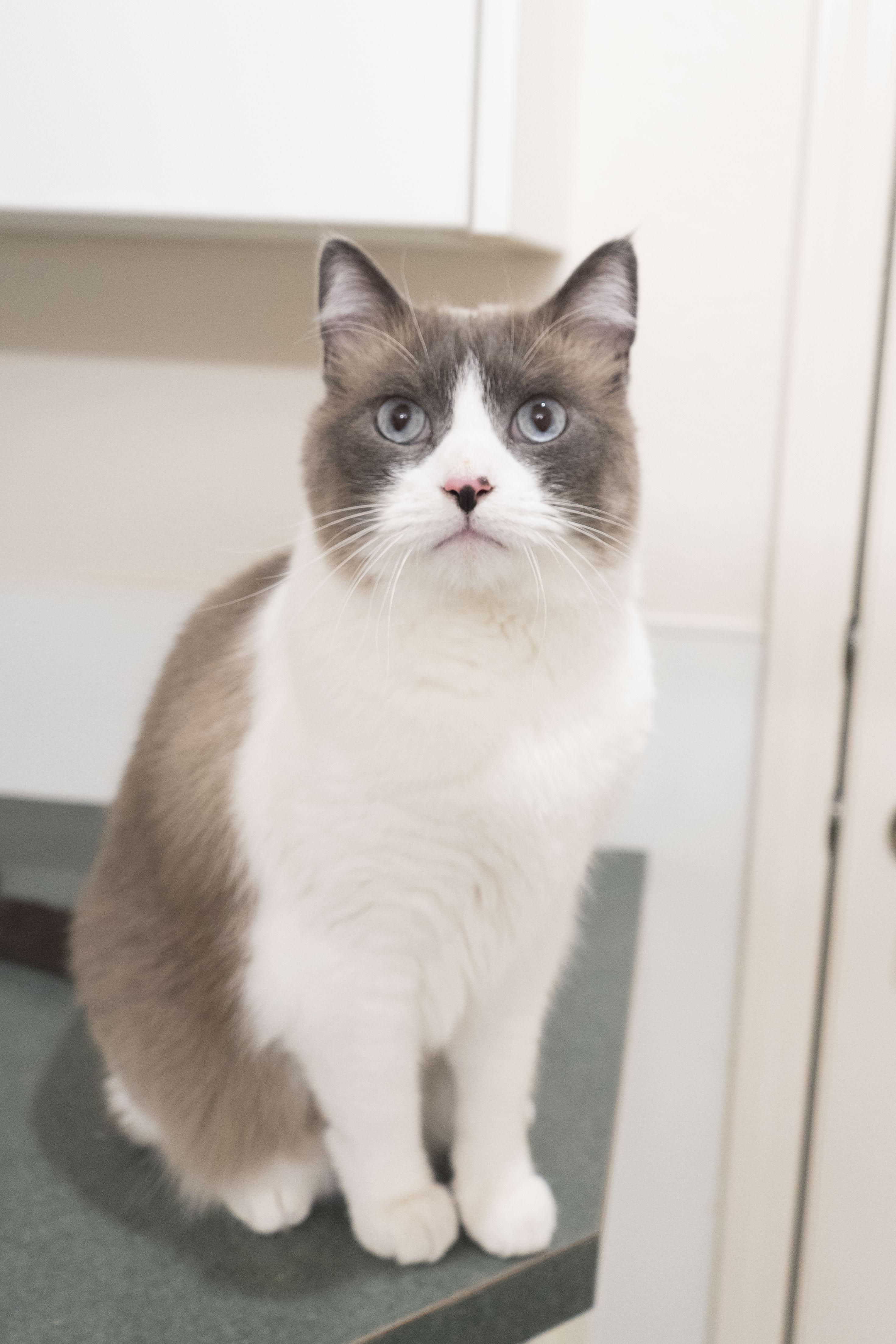 Enlarge Marc Antony, an adopted Domestic Short Hair in Boise, ID image 2/2