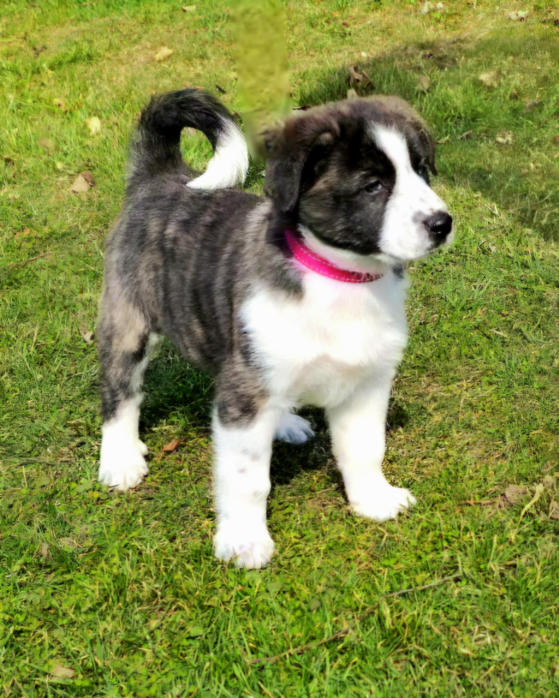 Enlarge Emma, a ADOPTABLE mixed breed in Arlington Heights, IL image 2/6